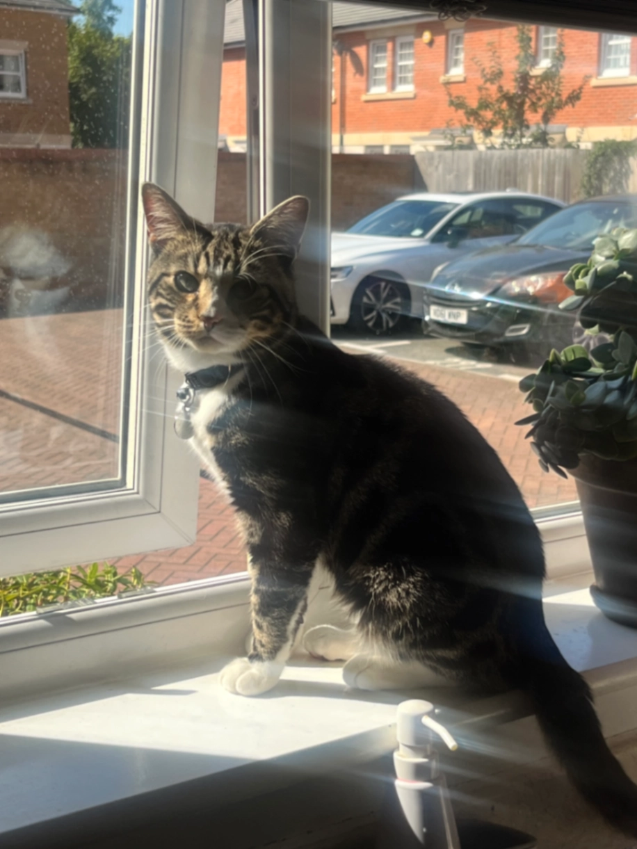 Mino - Garnet Road, Erith