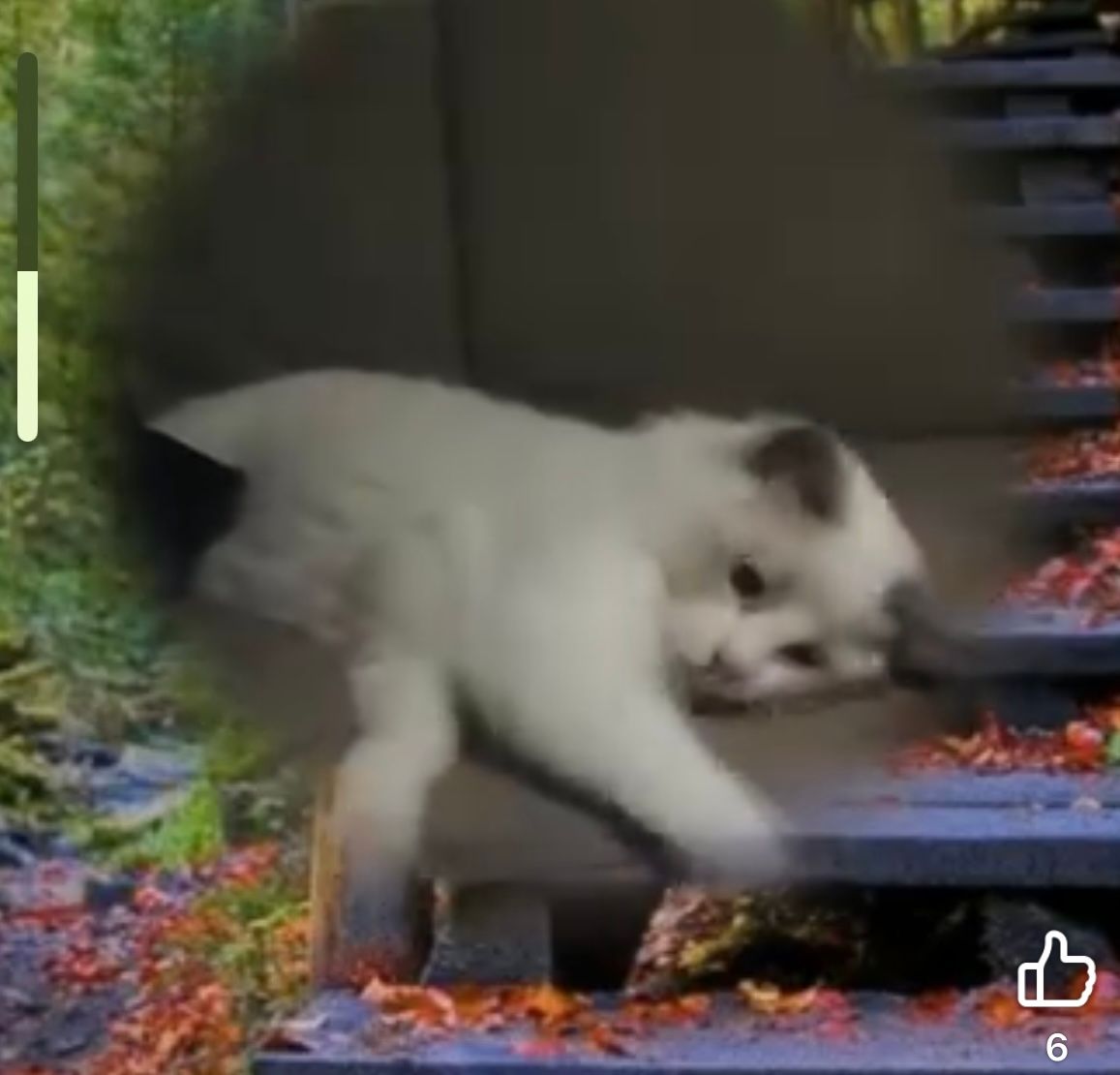 Harry - Rue Tony Schmit, Ettelbrück