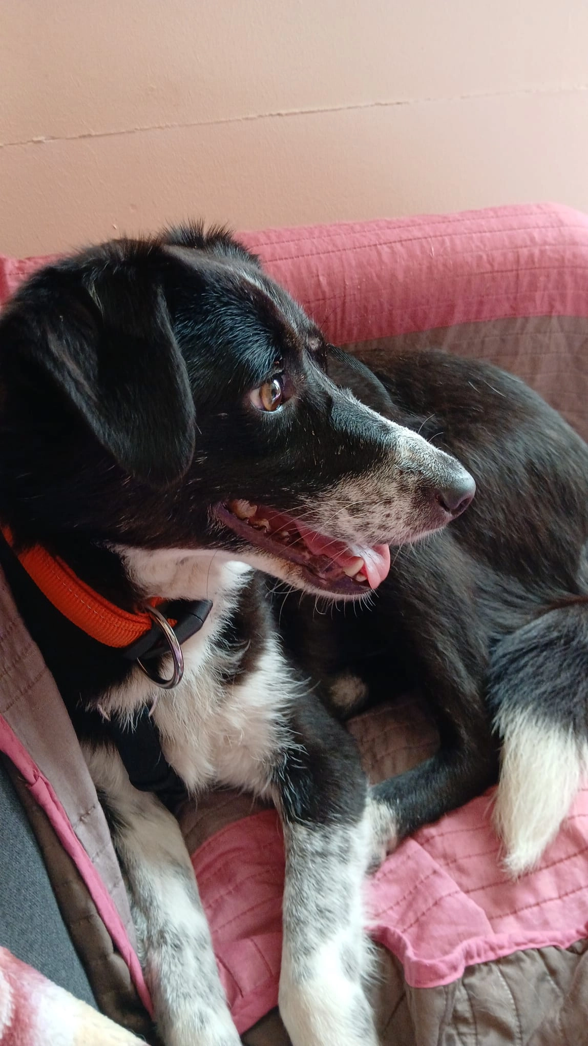 Missing Cat - Emmentalstrasse, Rüderswil