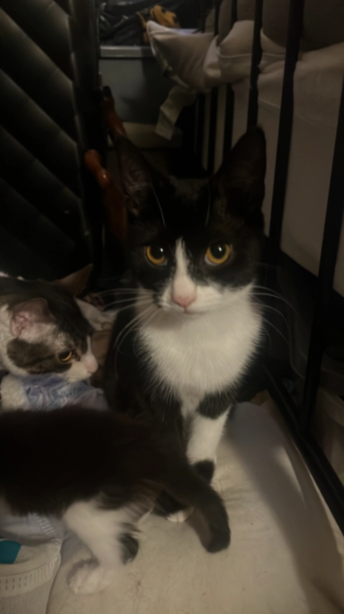 Giggleshitter - Kirkby Road, Sutton-in-Ashfield