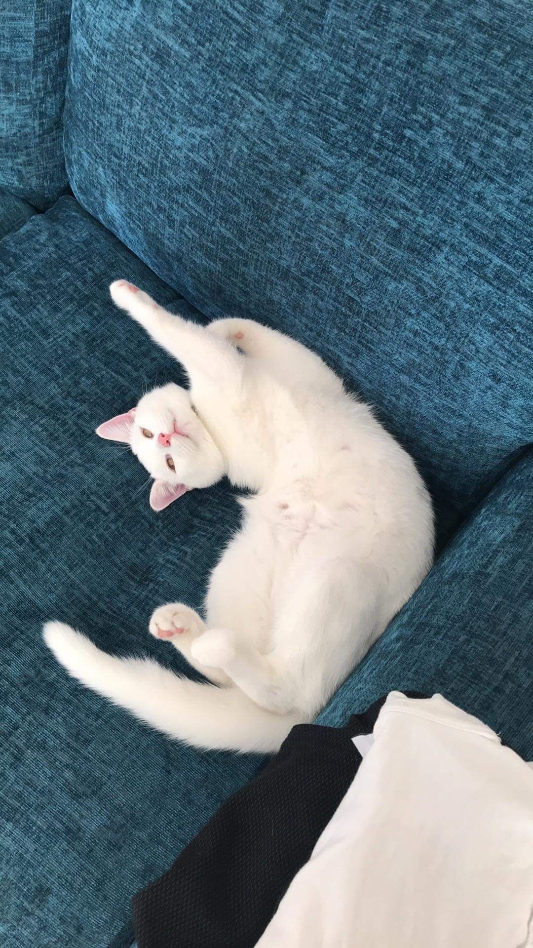 Coco - Pinchbeck Avenue, Scunthorpe