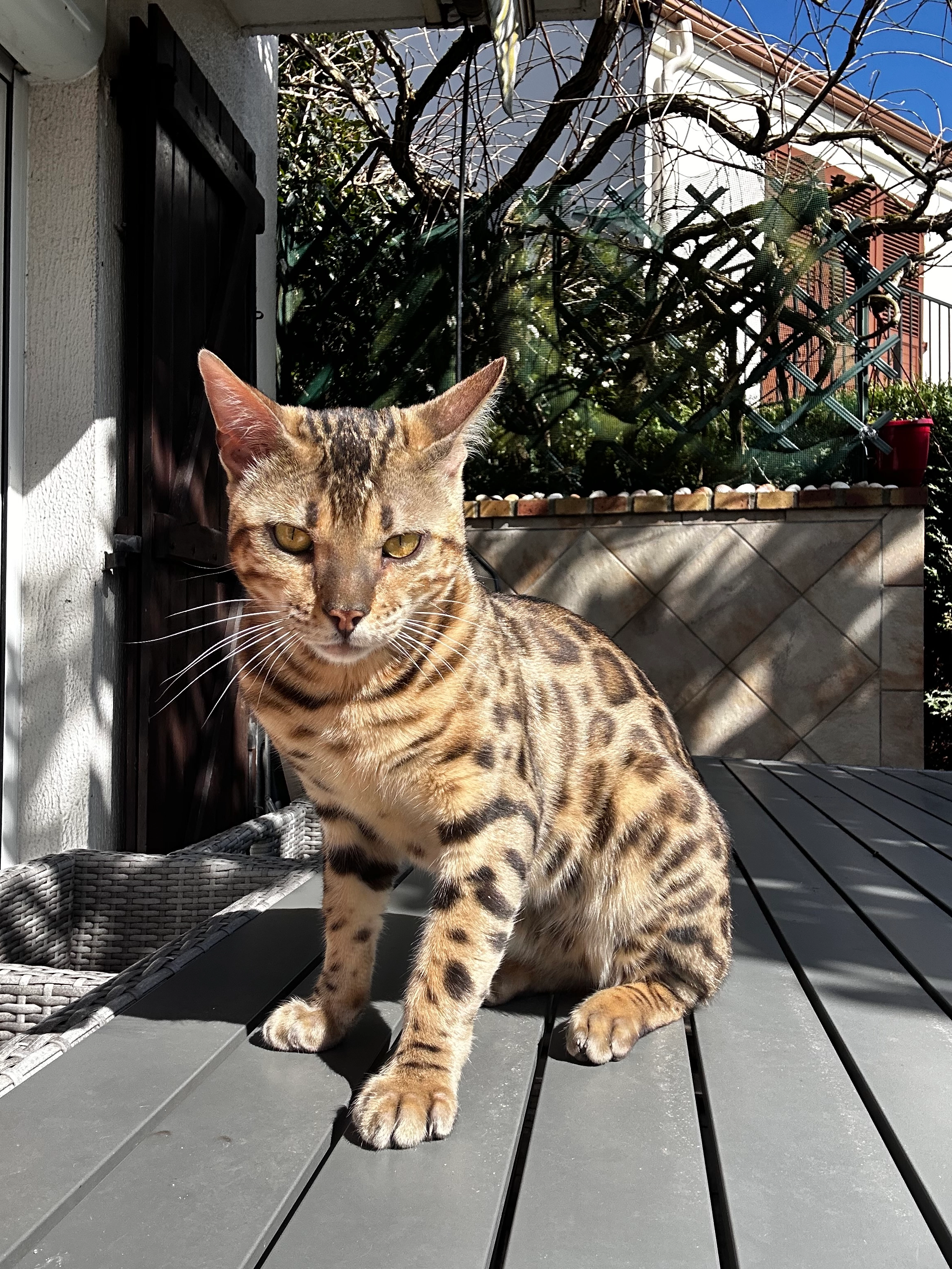 Vizir - Avenue De Tournaisis, Élancourt