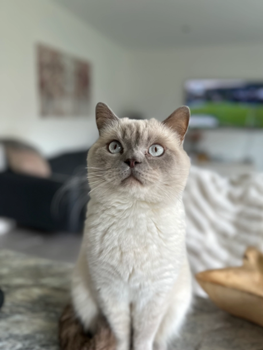 Smudge - Hulford Street, Chesterfield