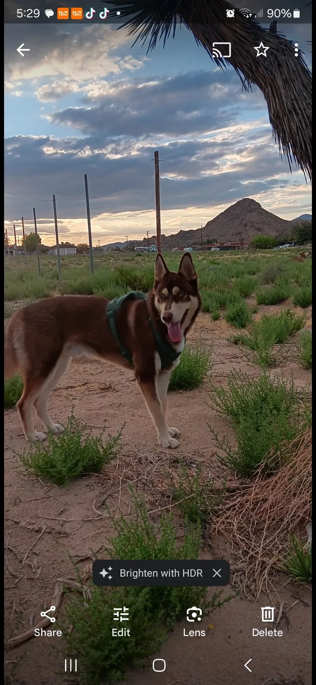 Lobo - 15469 Live Oak St, Hesperia