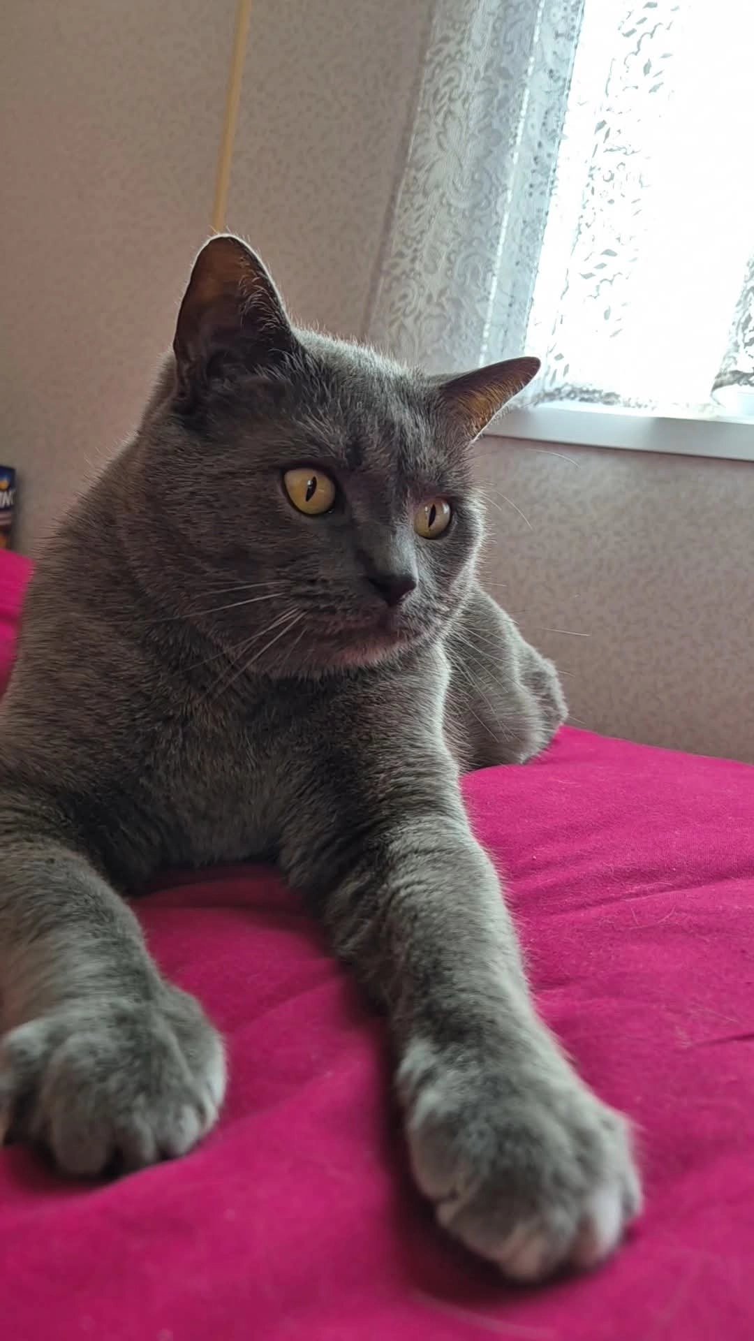 Pilou  - Westendelaan, Middelkerke