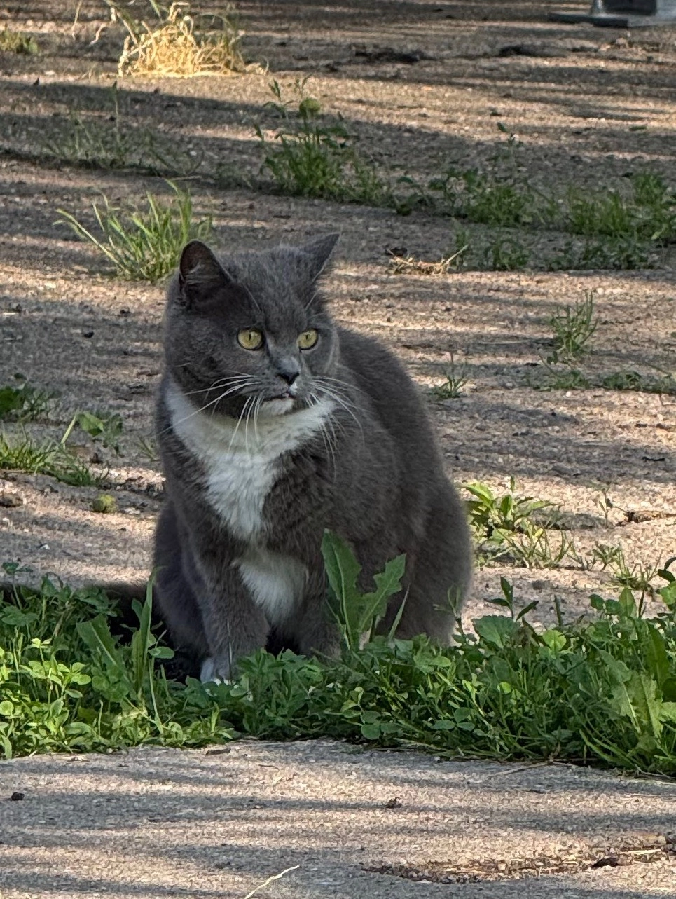 Kasi - Hauptstraße, Dessau-Roßlau