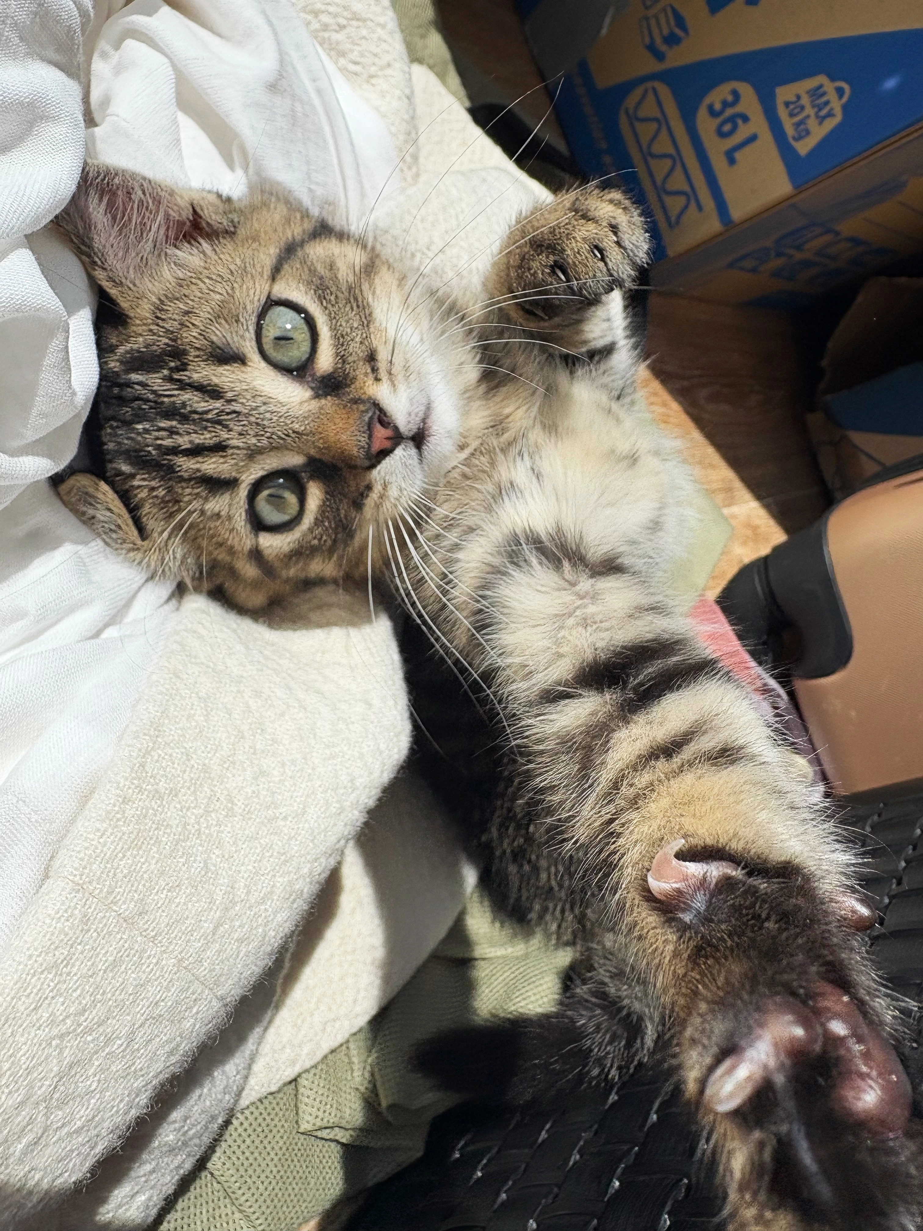 Je n’ai pas encore donné de pren - 29 Rue du Champ Derré, Châteaubourg