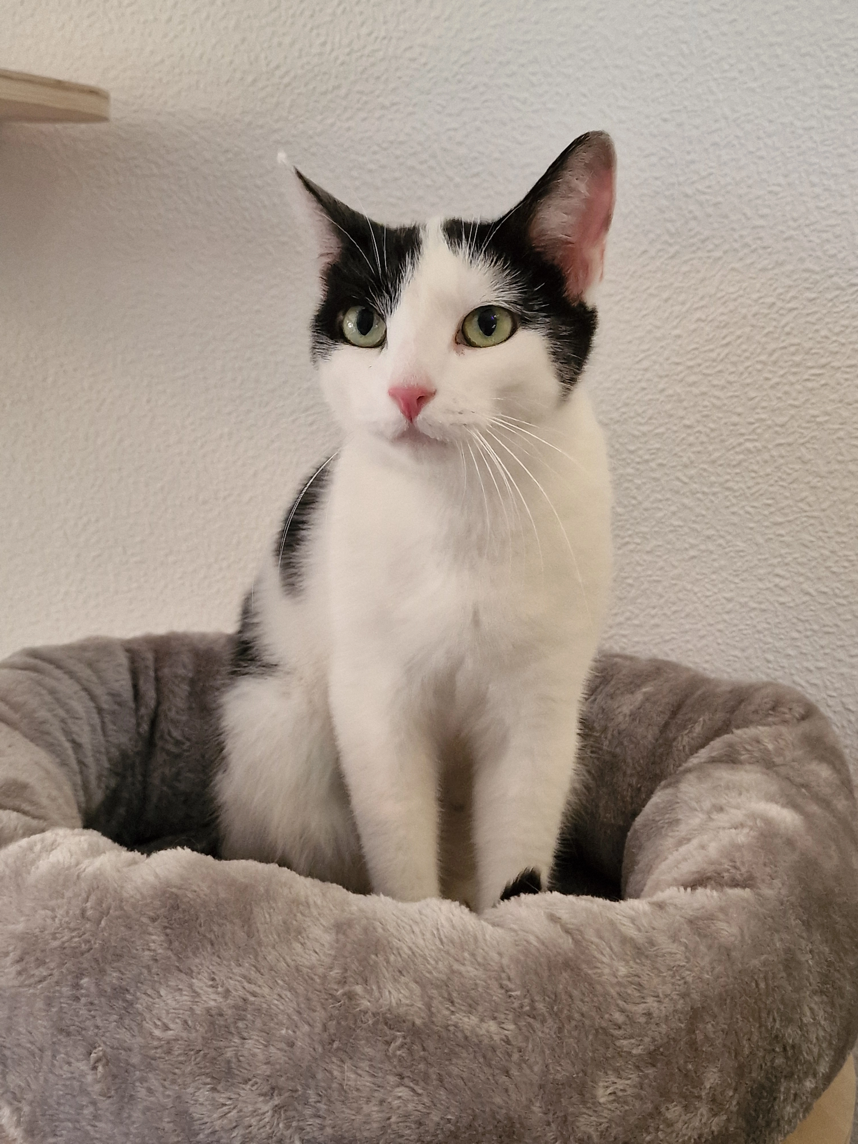 Annabelle (Anni) - Solmser Straße, Butzbach