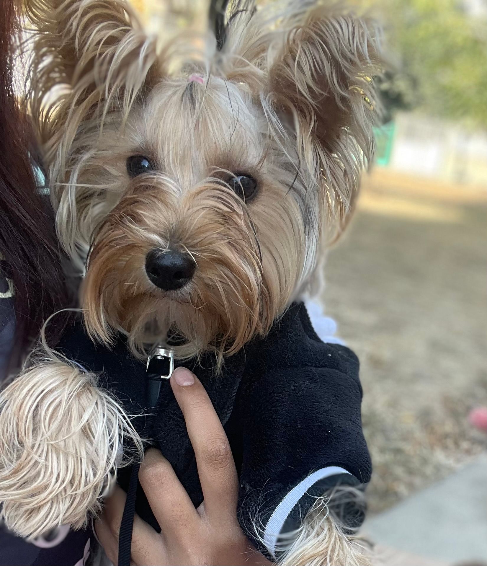 Raya - Nightingale Road, London