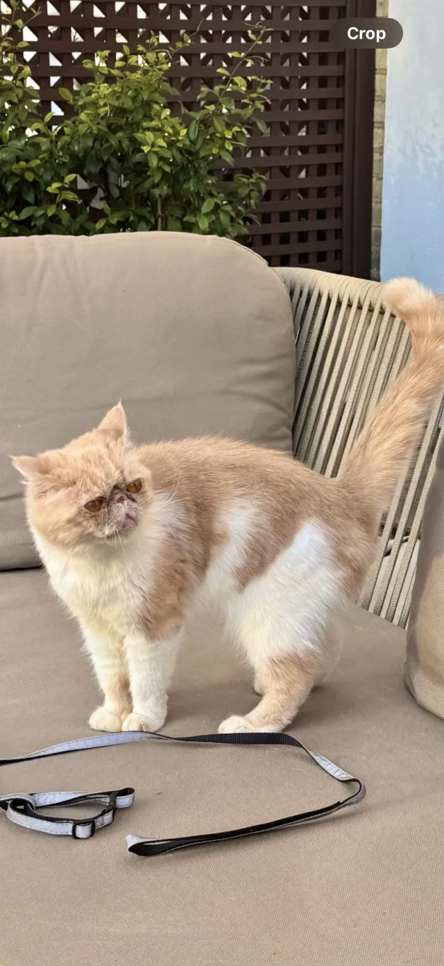 Penelope - Collingham Road, London