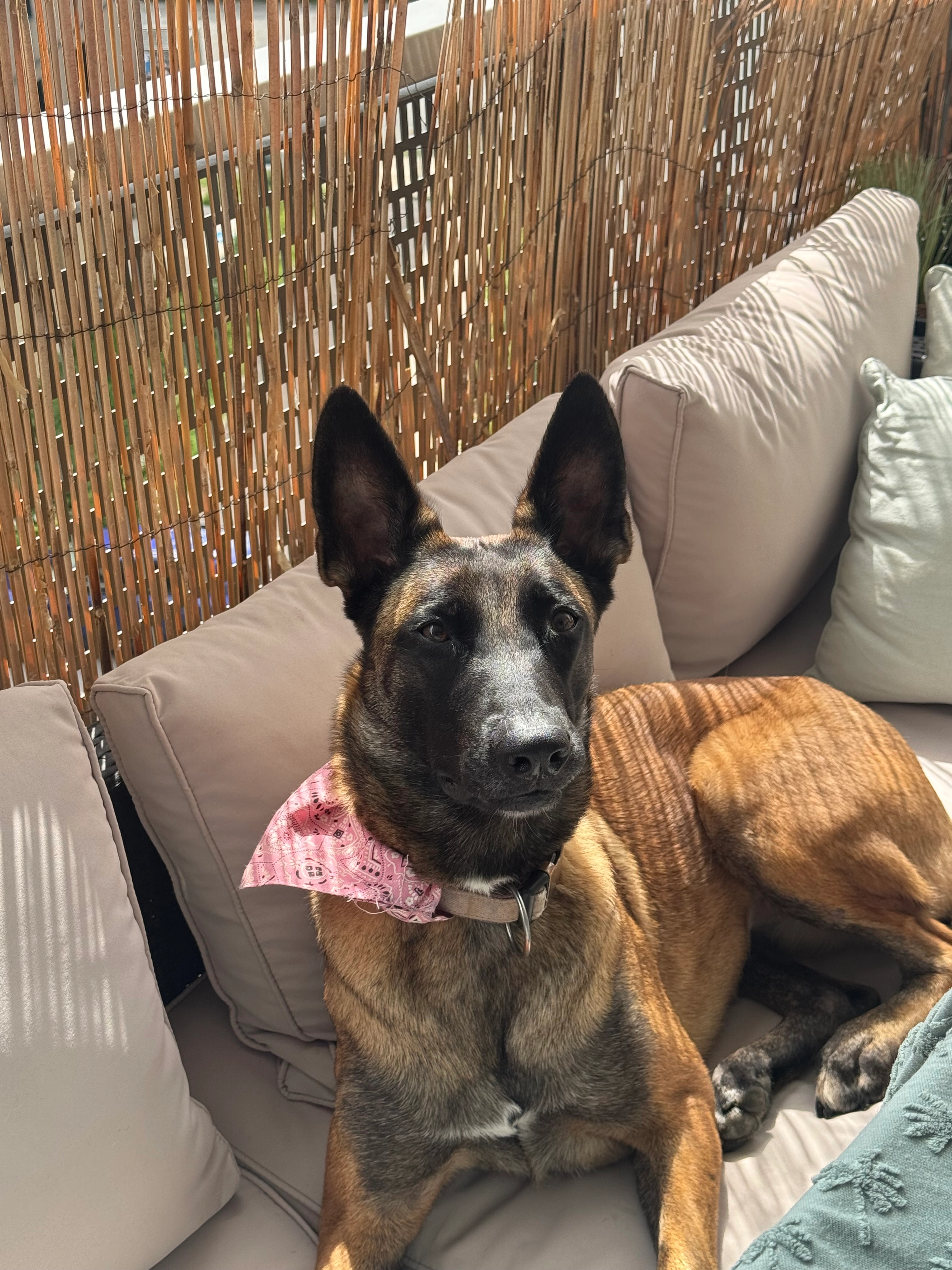 Taïa  - Avenue Guy Châtel, Ayse