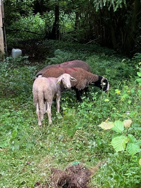 Olive et citron  - D308, Cours