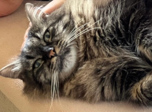 Ayshi - Sülldorfer Landstraße, Hamburg