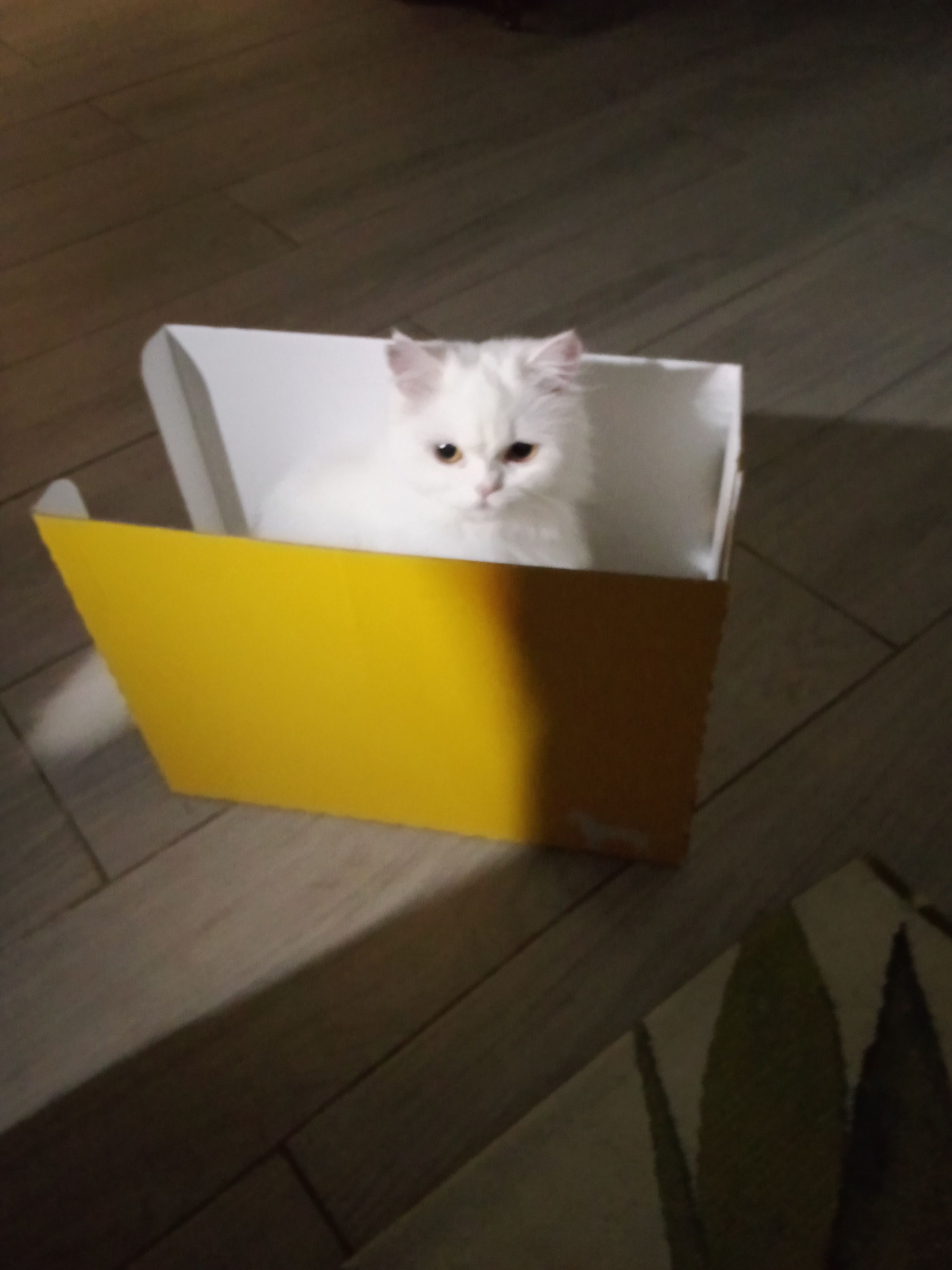 Persa blanca niña - Port bidasoa, Hendaye