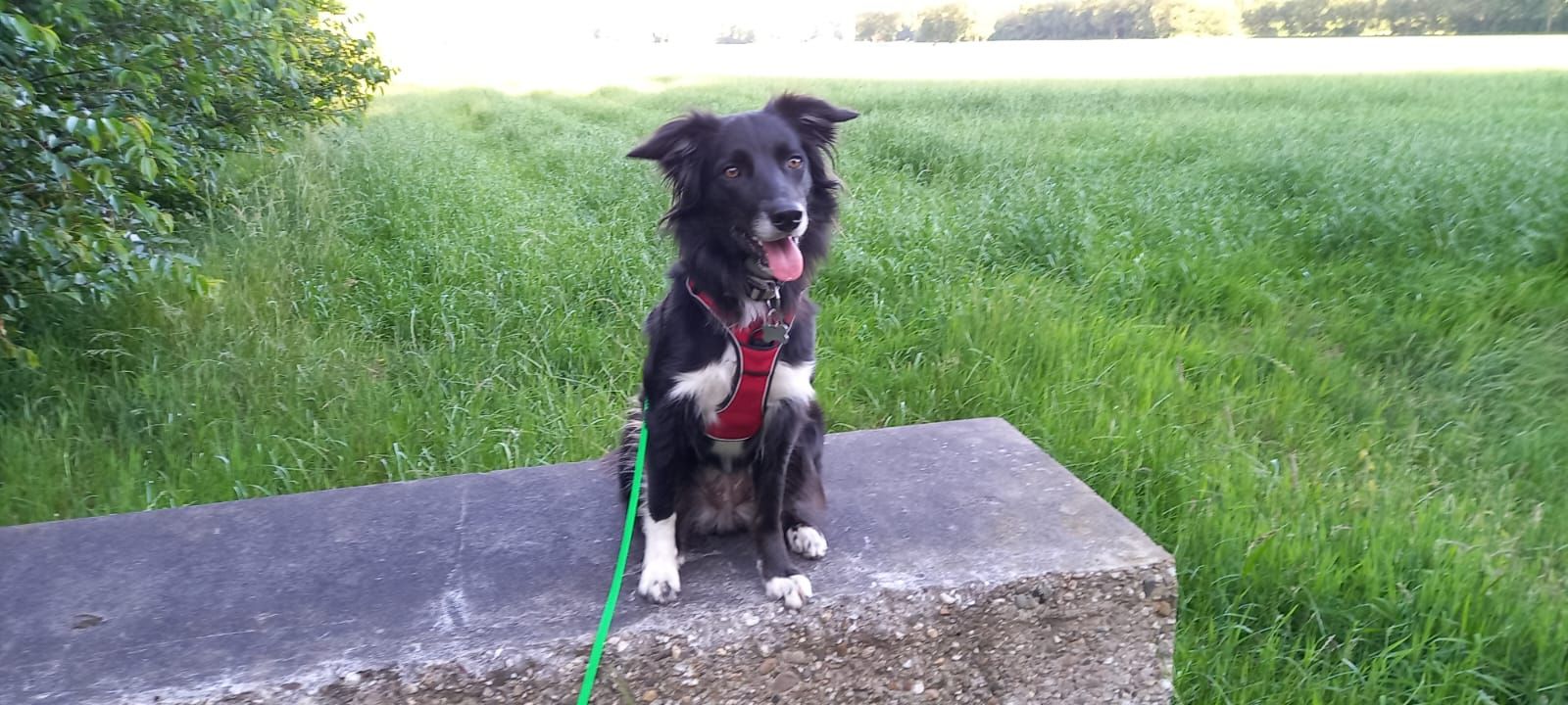 Joy - Mülimatta, Jaun