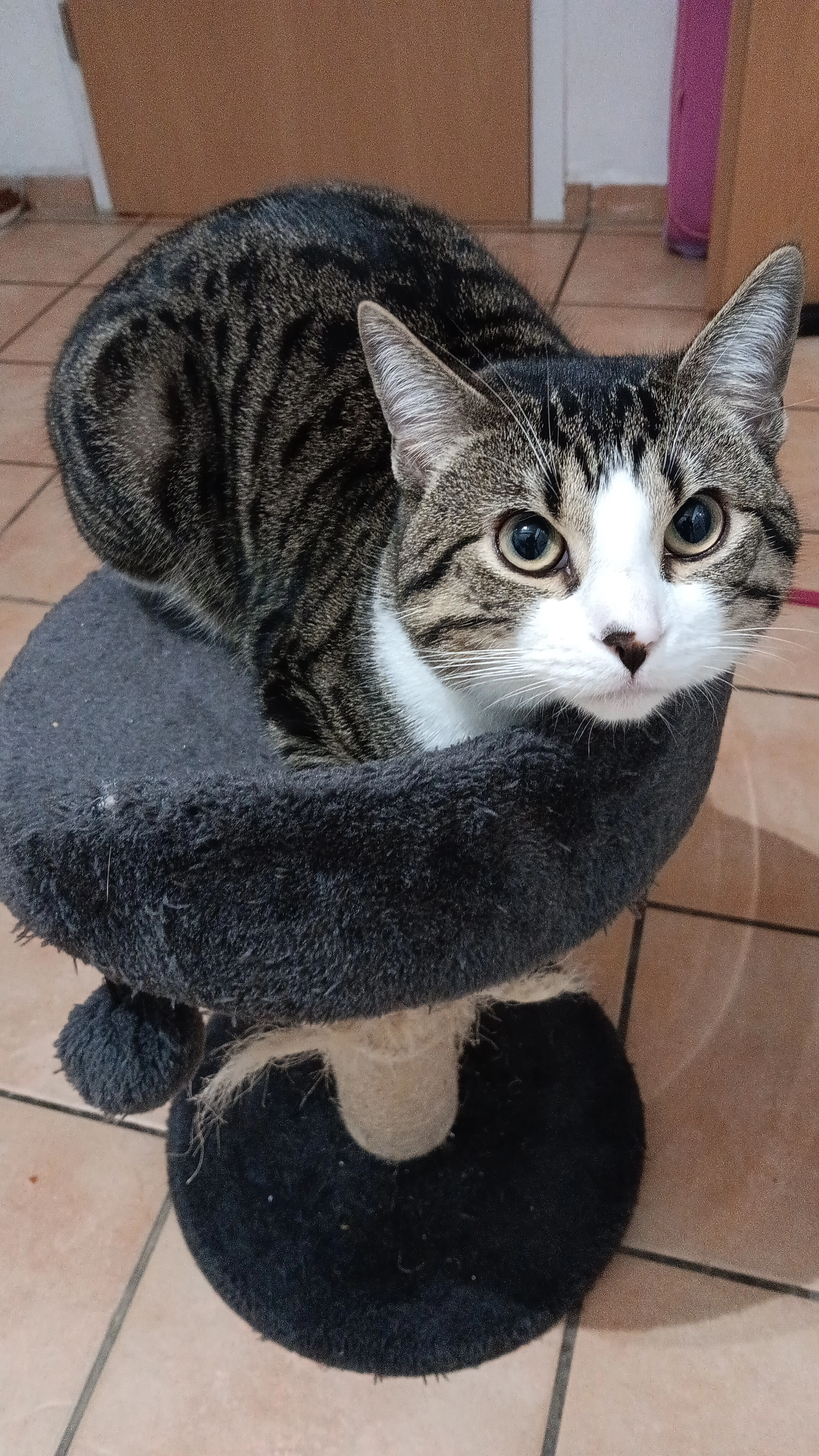 Amca - Kurt-Schumacher-Straße, Gelsenkirchen