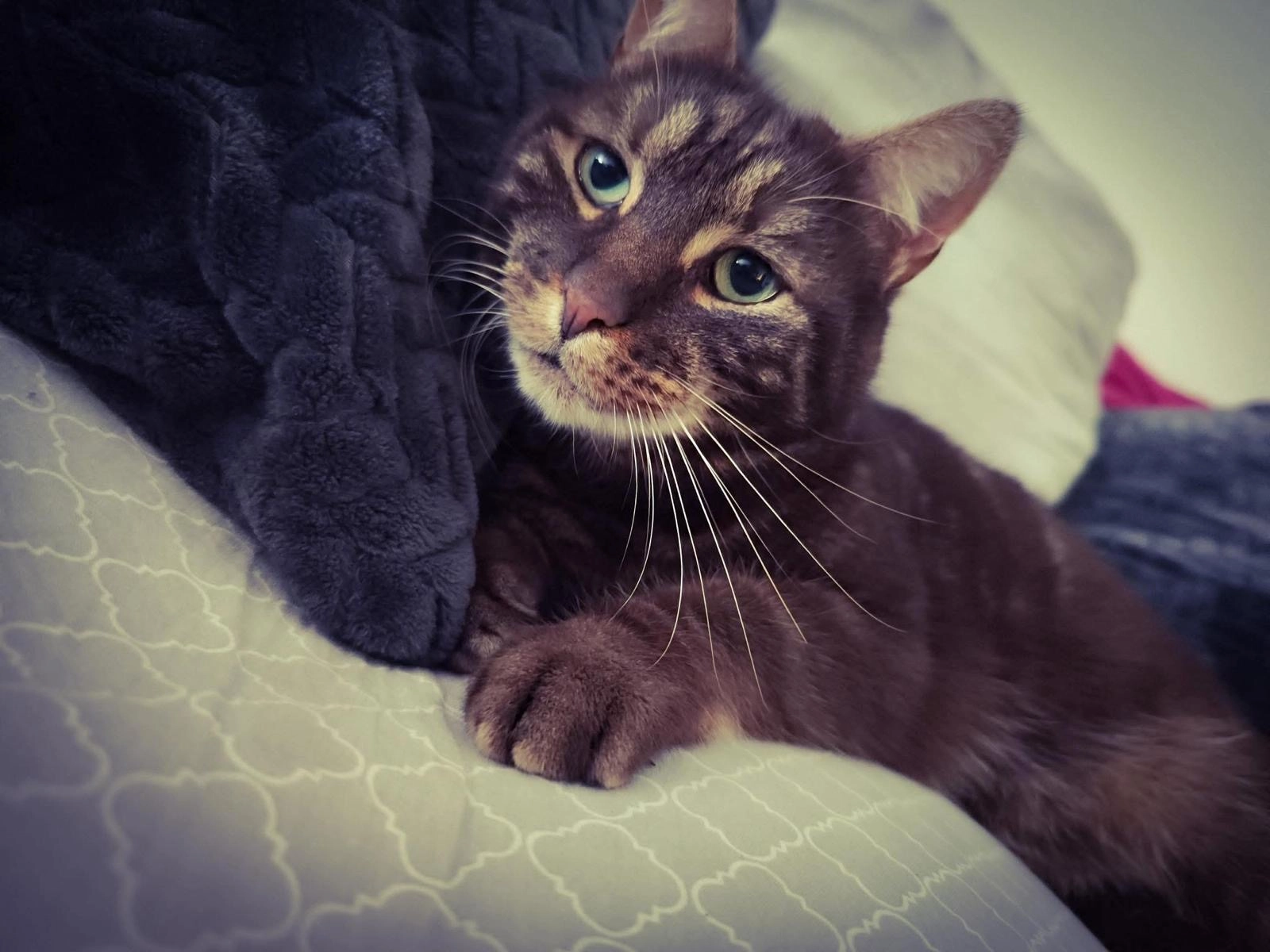 Choco - Rue Hector Denis 5, Awans