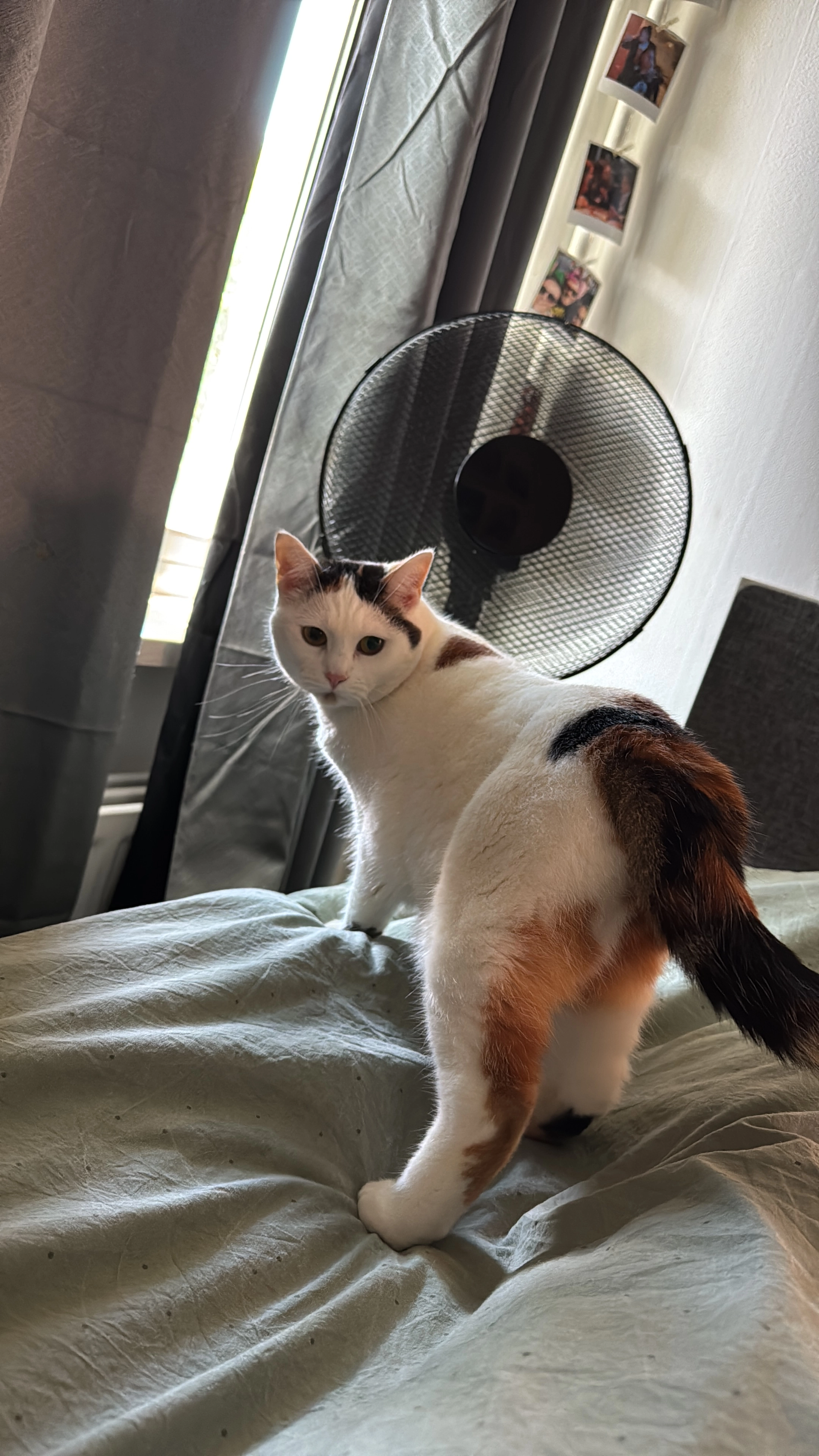 Attje - Waterhoefstraat, Tilburg