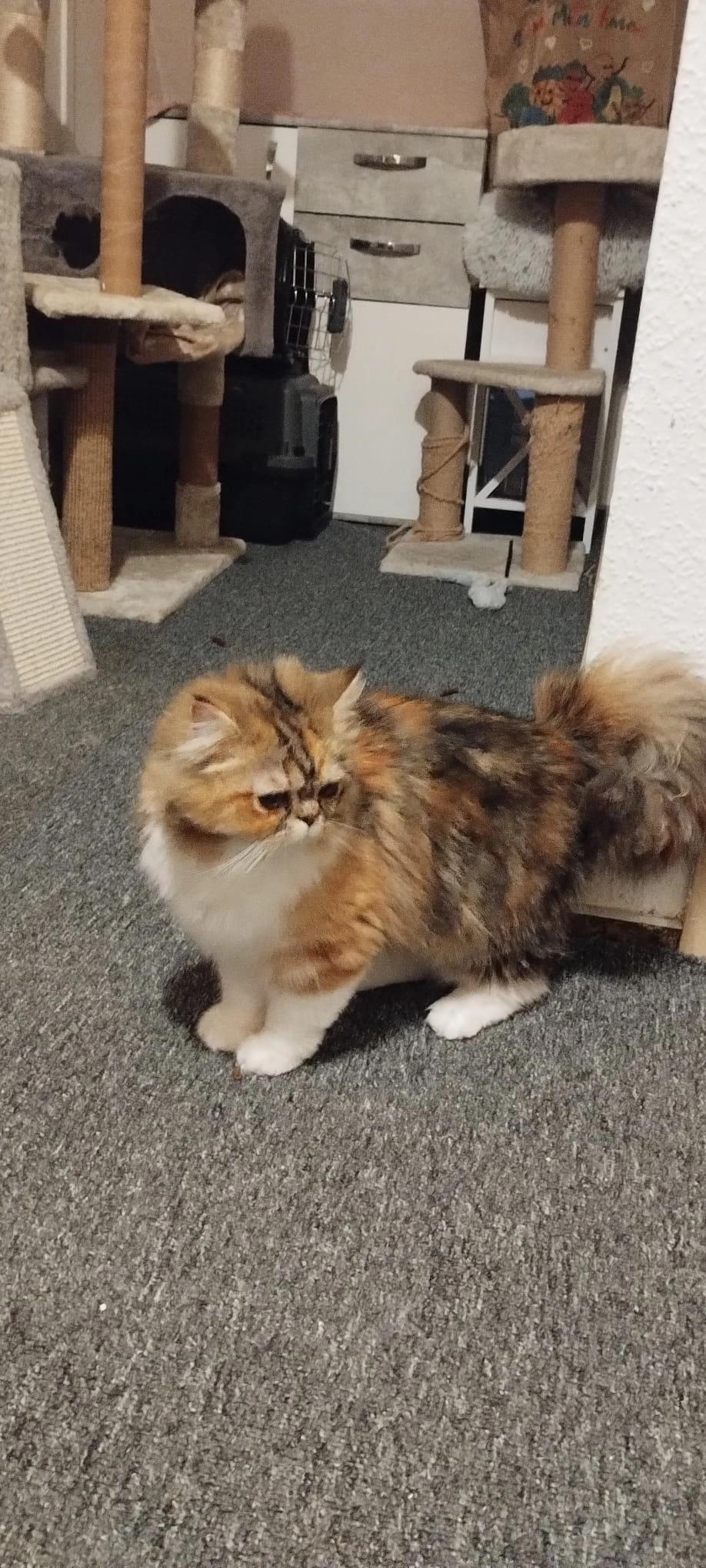 Lussi - Am Kindergarten, Barsinghausen