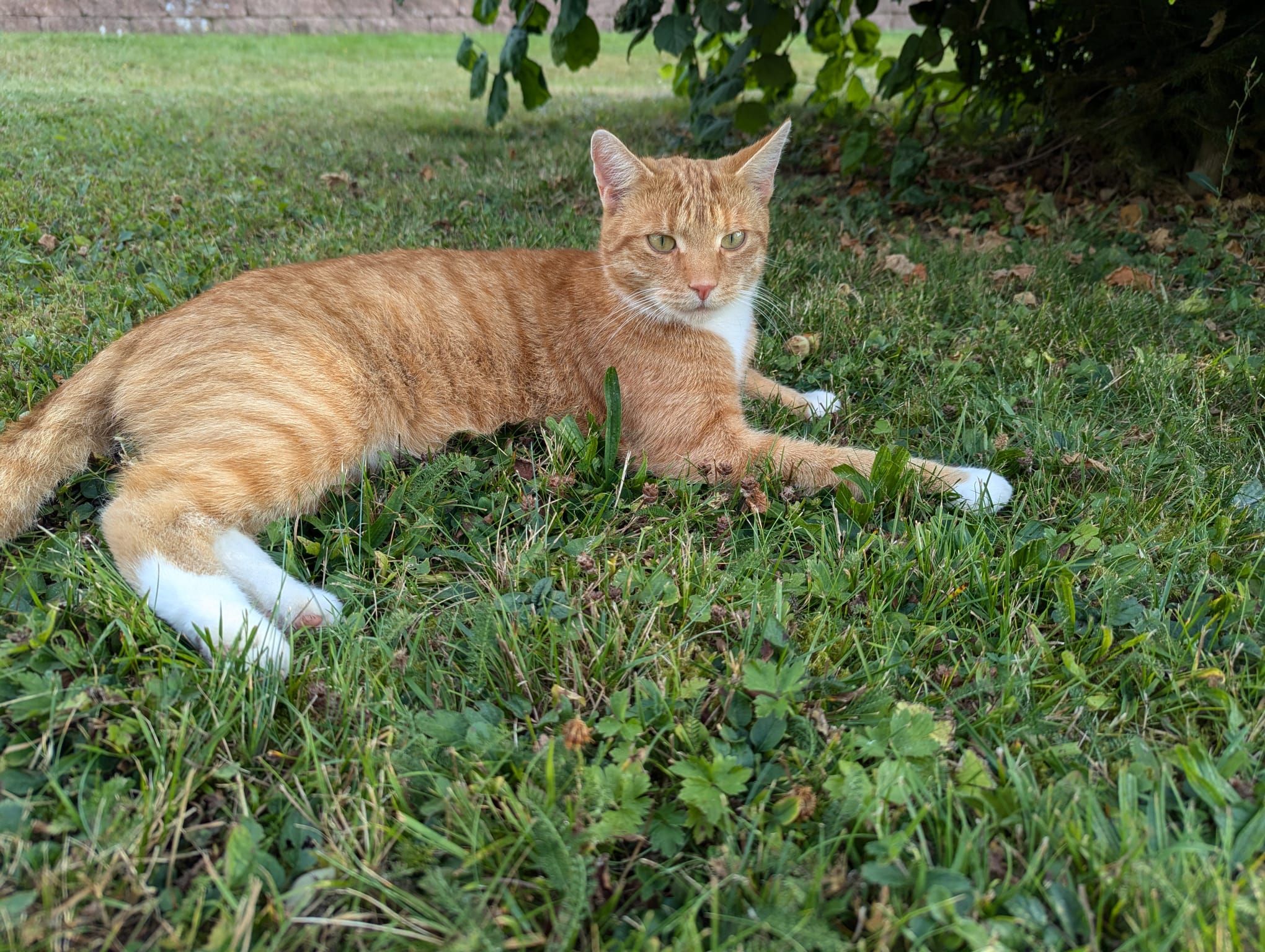 Willi - Fletschenreuth, Schwarzenbach an der Saale