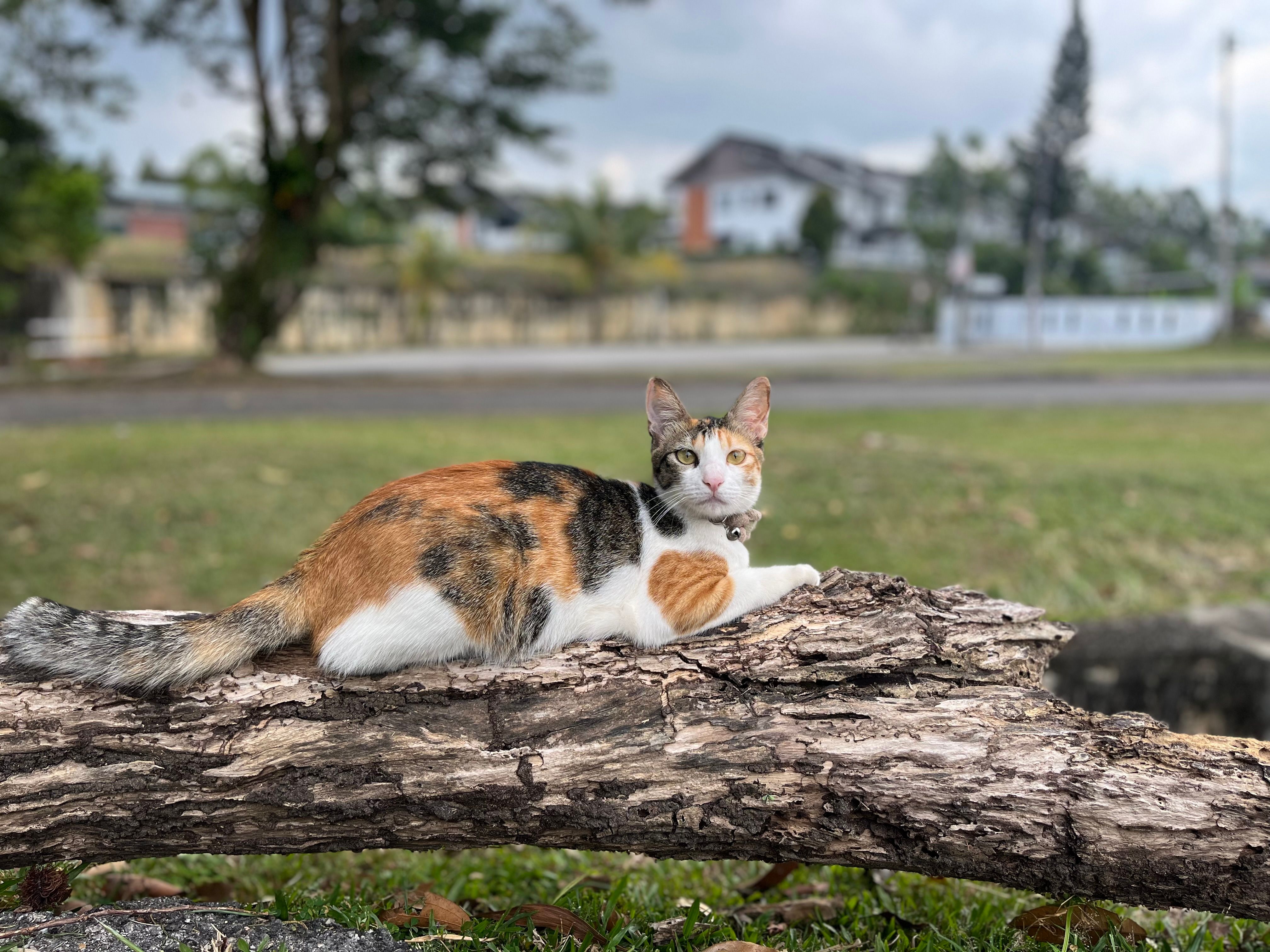 Pixie - Taman Duyung, Seremban