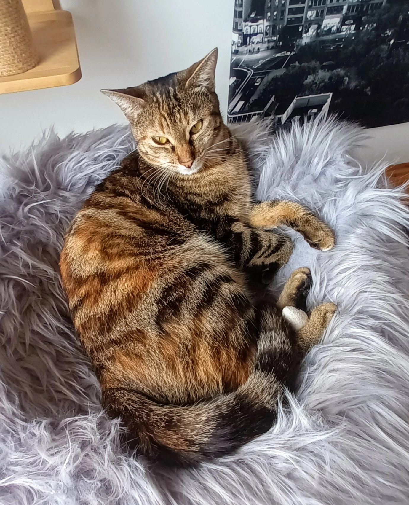 Abby - Johann-Wild-Straße, Nürnberg