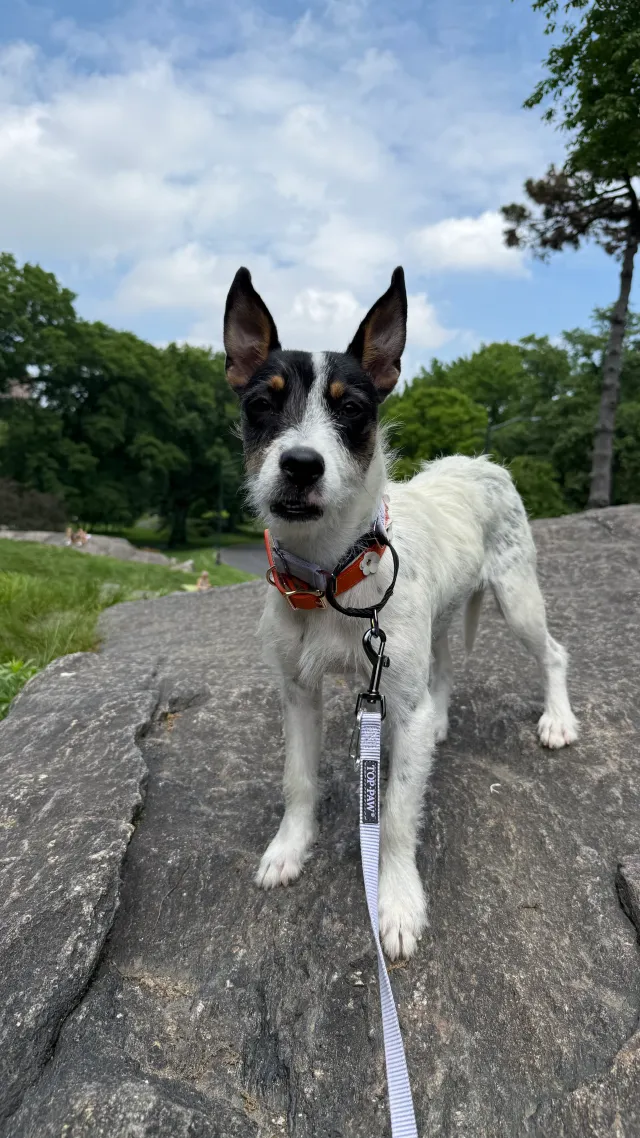 Fredie - Central Park, New York