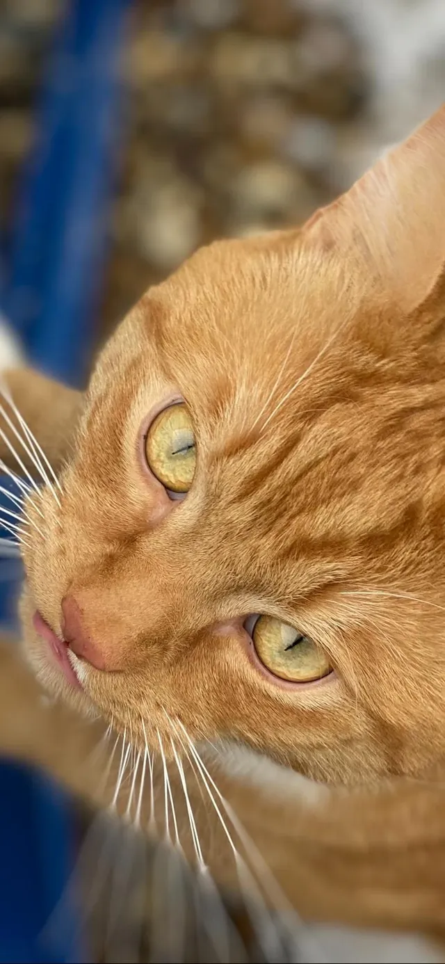 Simba - West Norwood SE27, London 