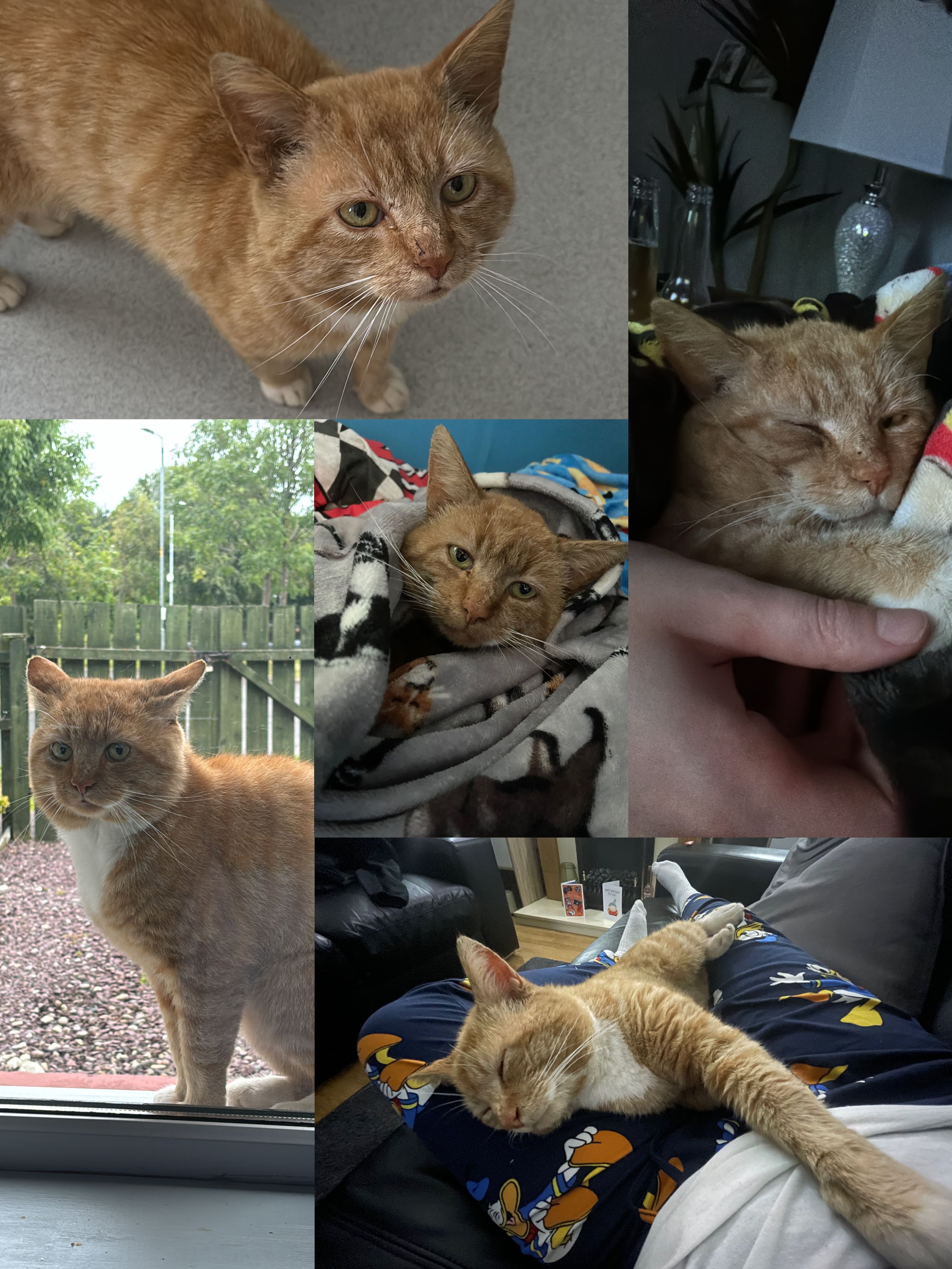 Ollie  - Glasvey Rise, Belfast