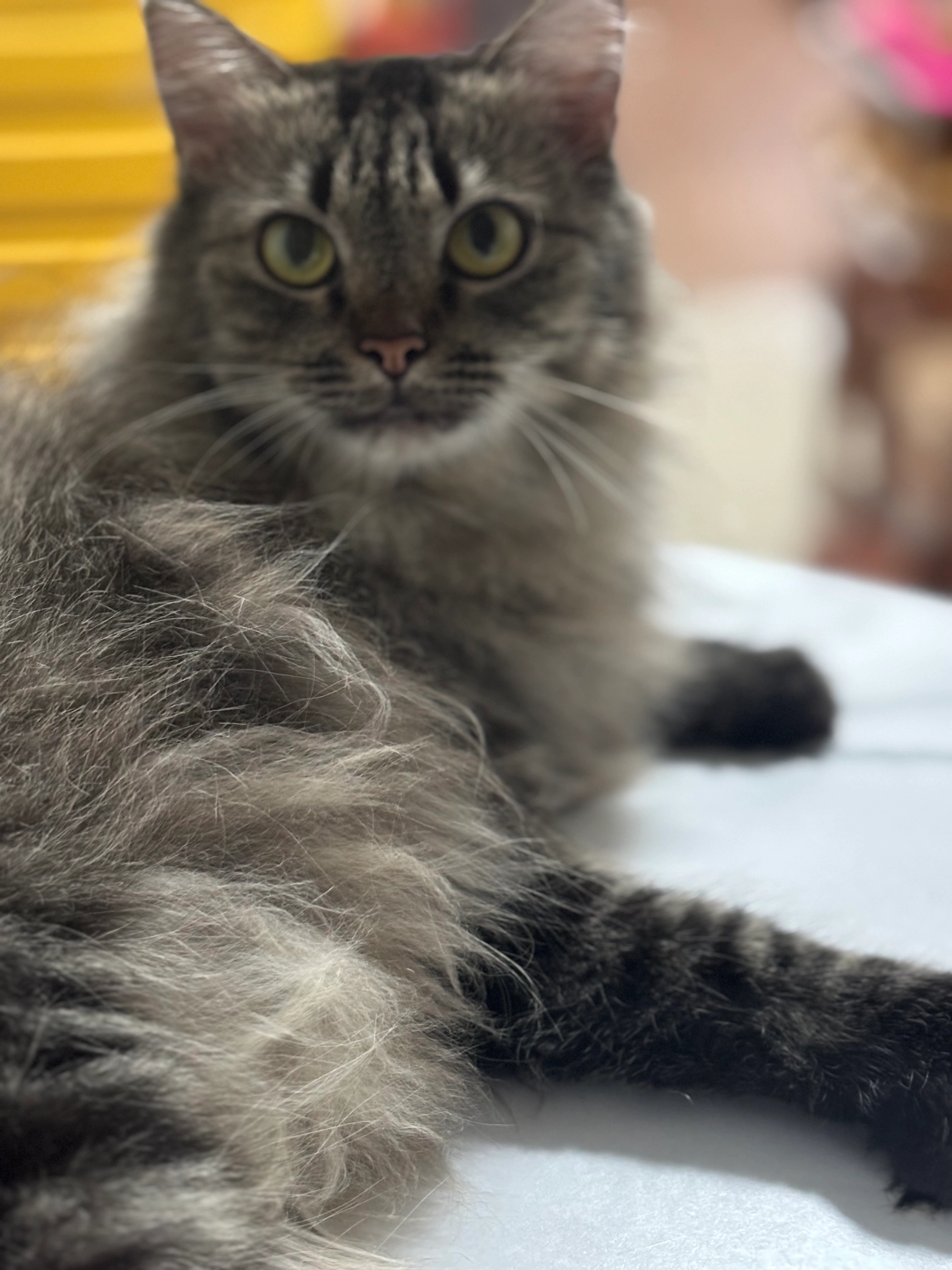 Cangkuk aka Banban - 730850, Singapore