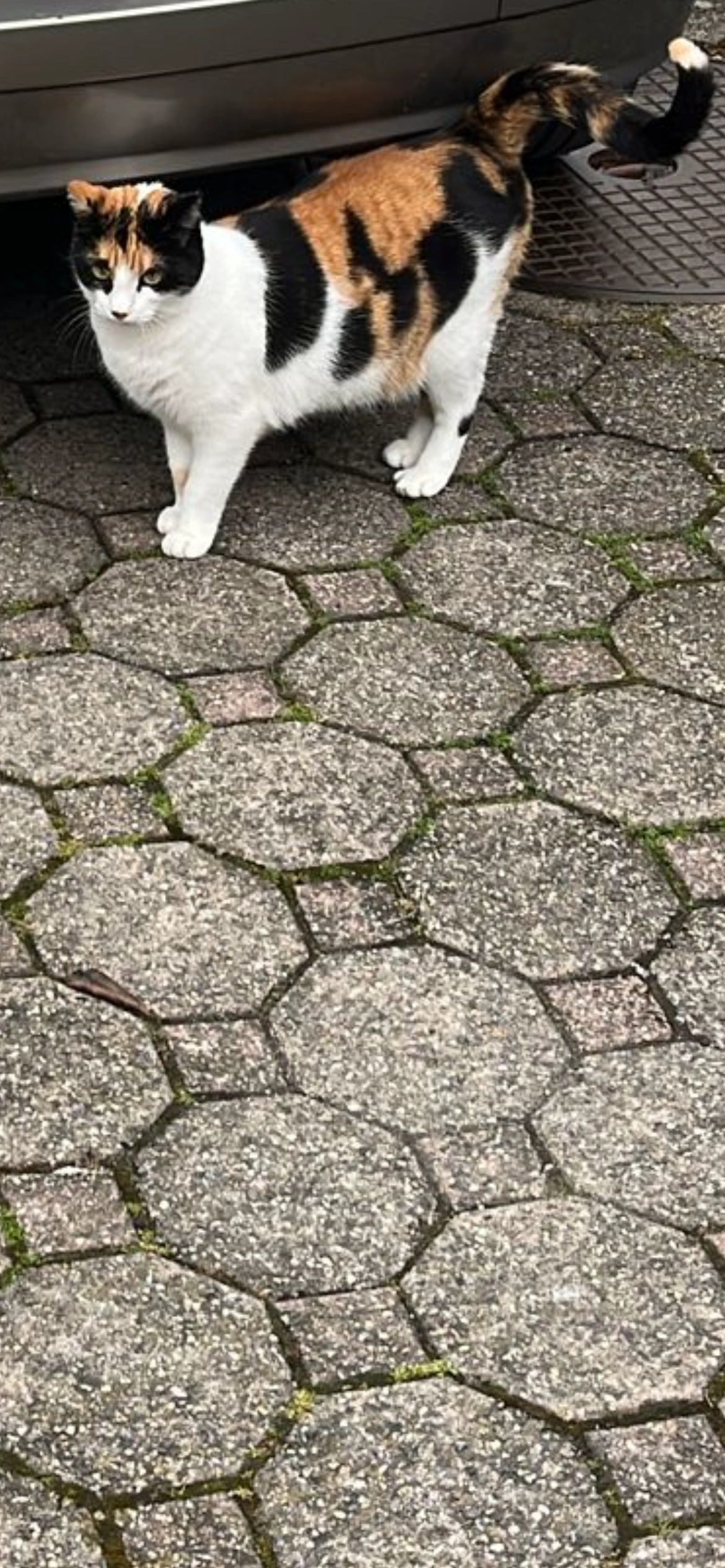 Leyla - Blumenstrasse, Interlaken