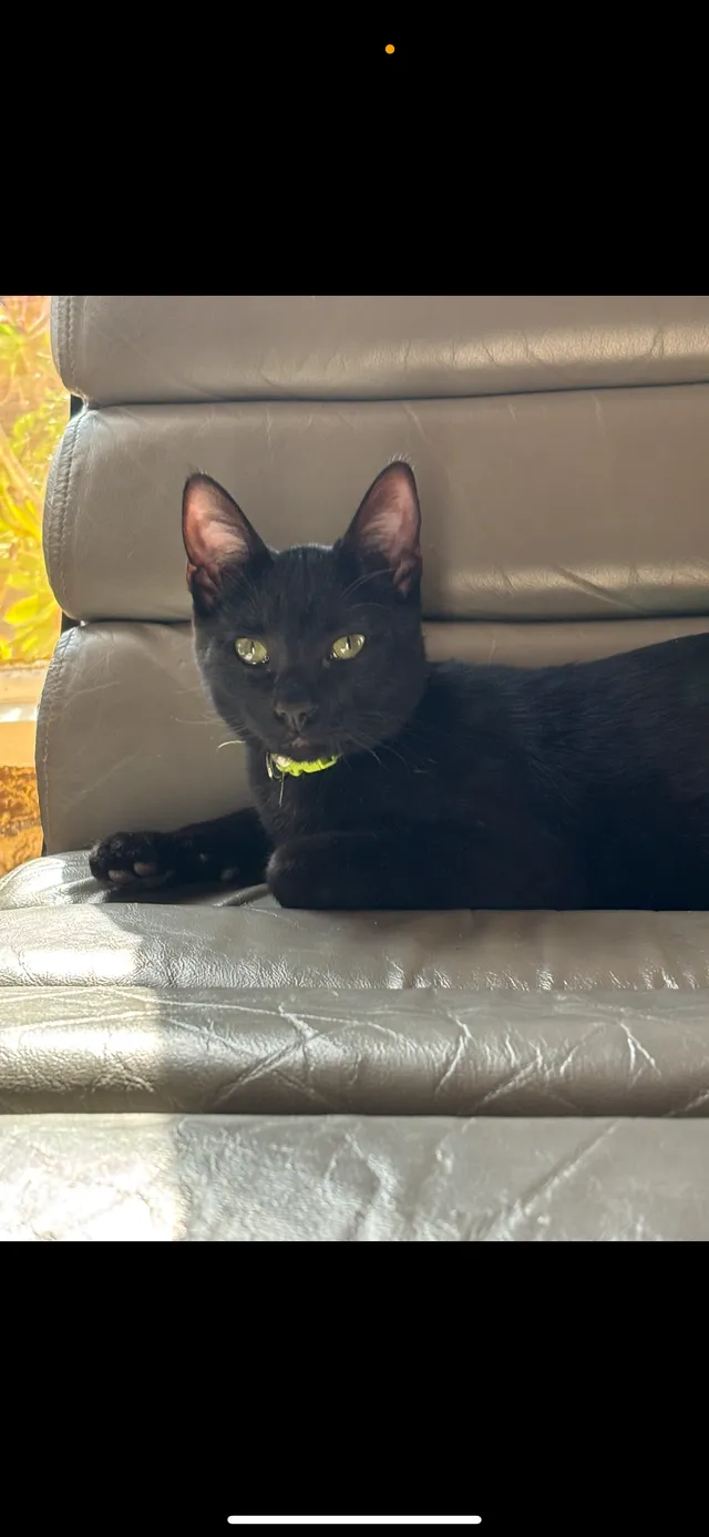 Milo - Ivanho St, Spring Valley