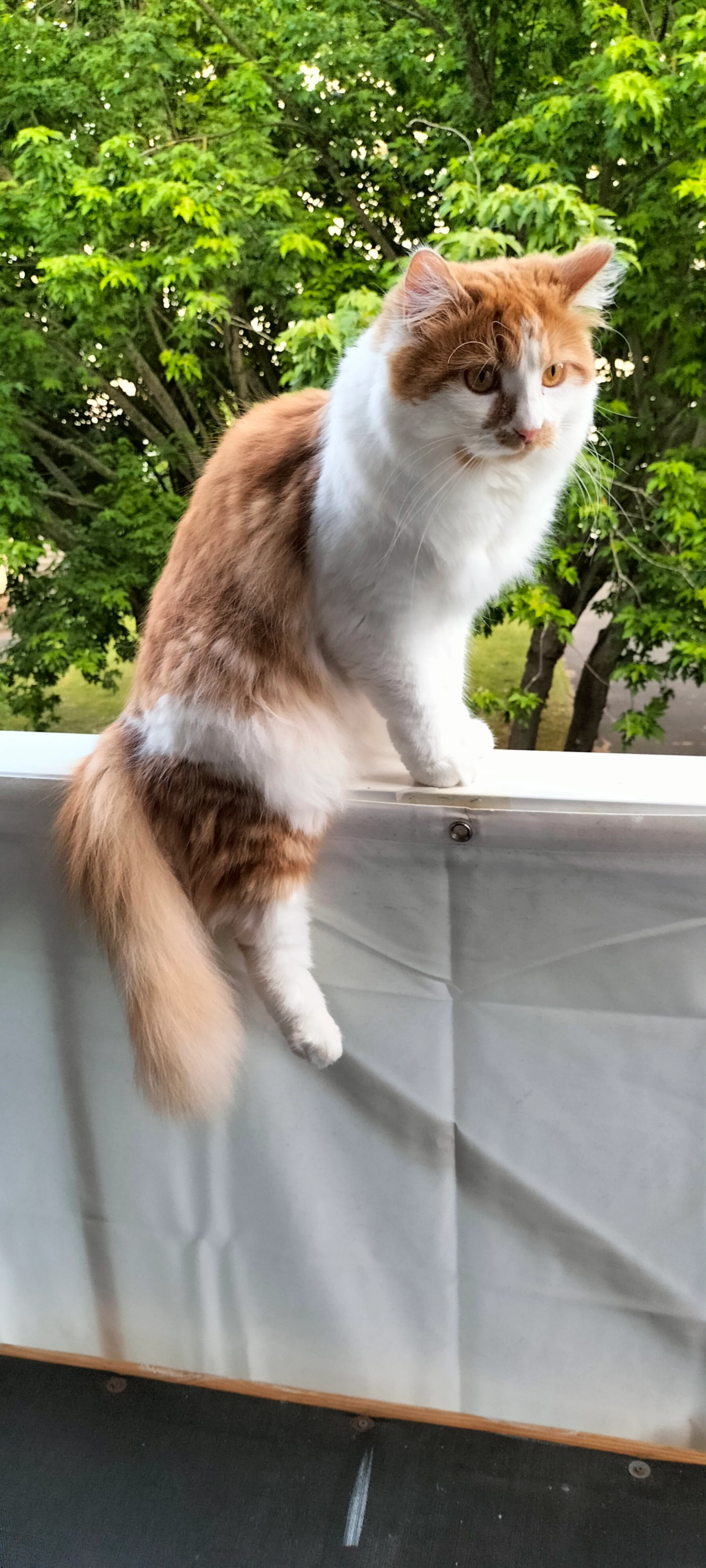 Volt mais il répond à Minou. Min - Rue du Concours, Orbec