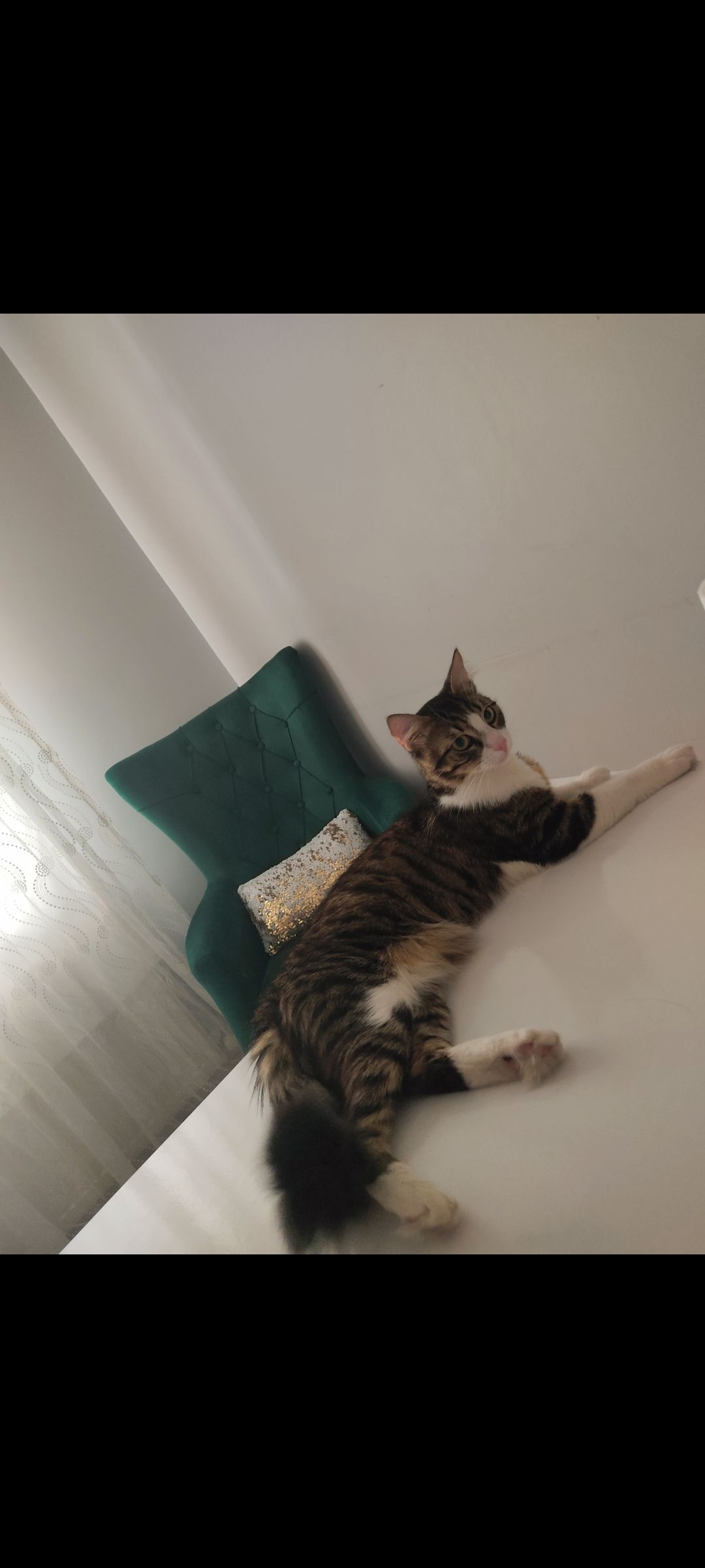 Pimo - Filiz Sokağı Bayrampaşa , Istanbul