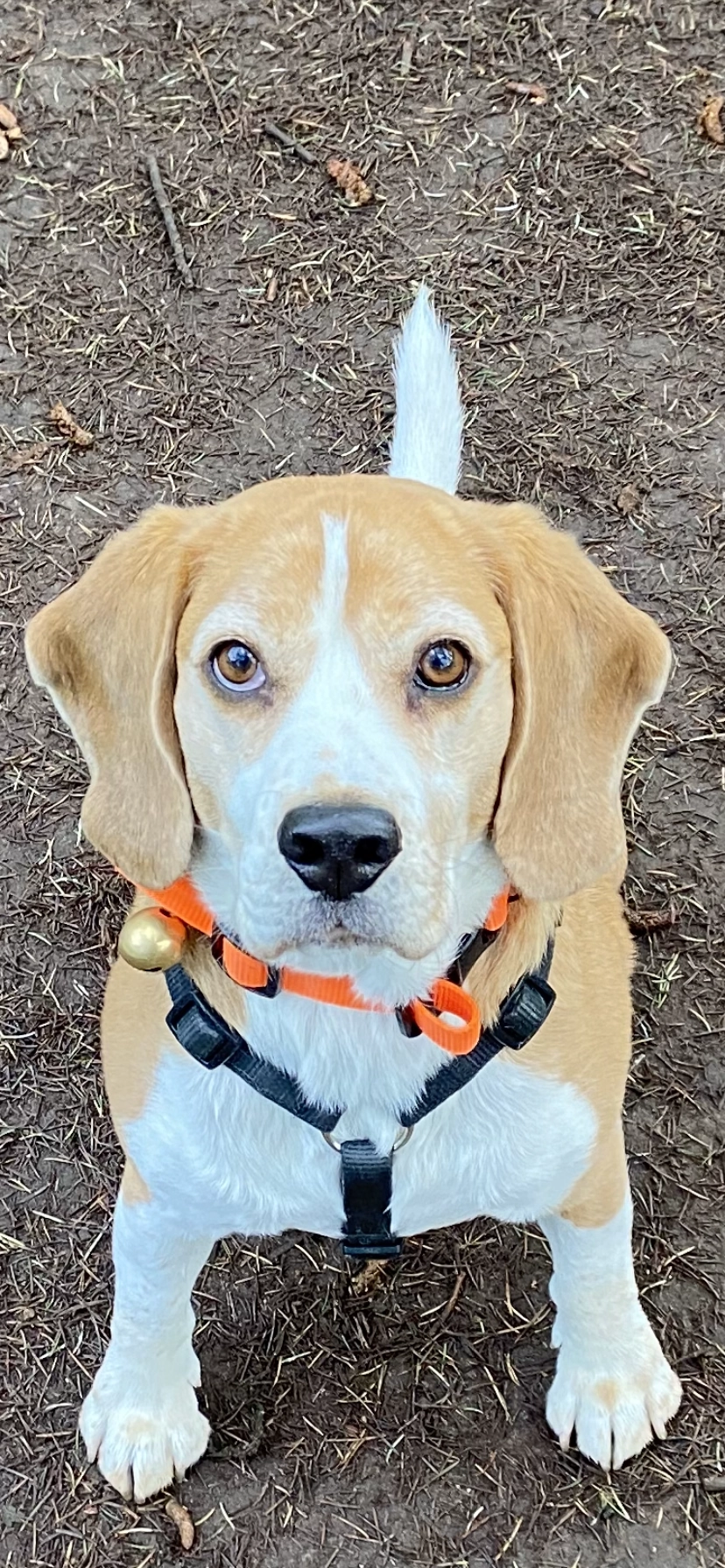 Ipso - 42 Rue du Professeur Roux, Rive-de-Gier