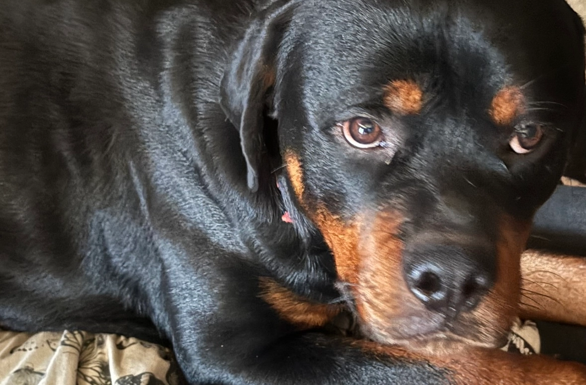 Dog - Hitchin Road, Luton