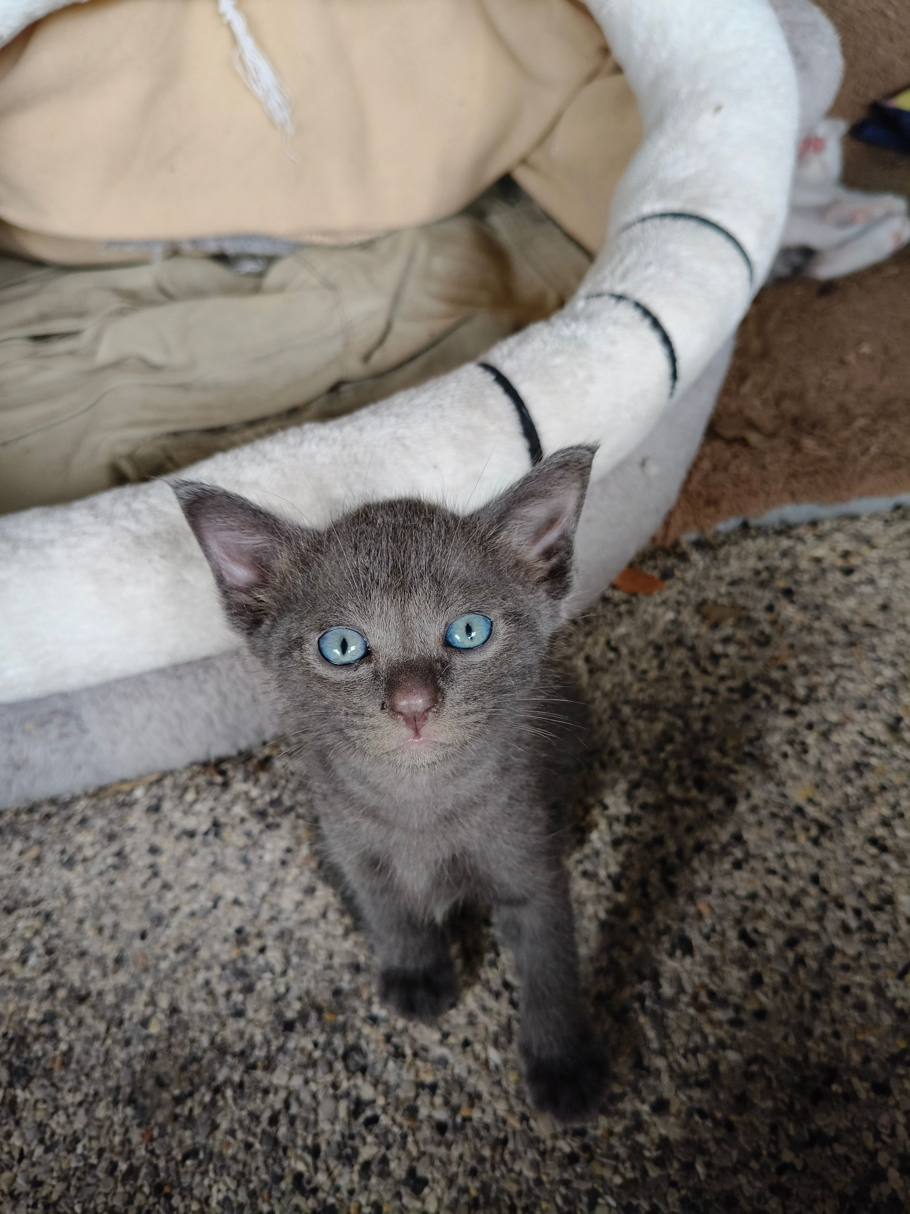 Cloud and other 3 cat  - Chonprathan 30, Hua Hin