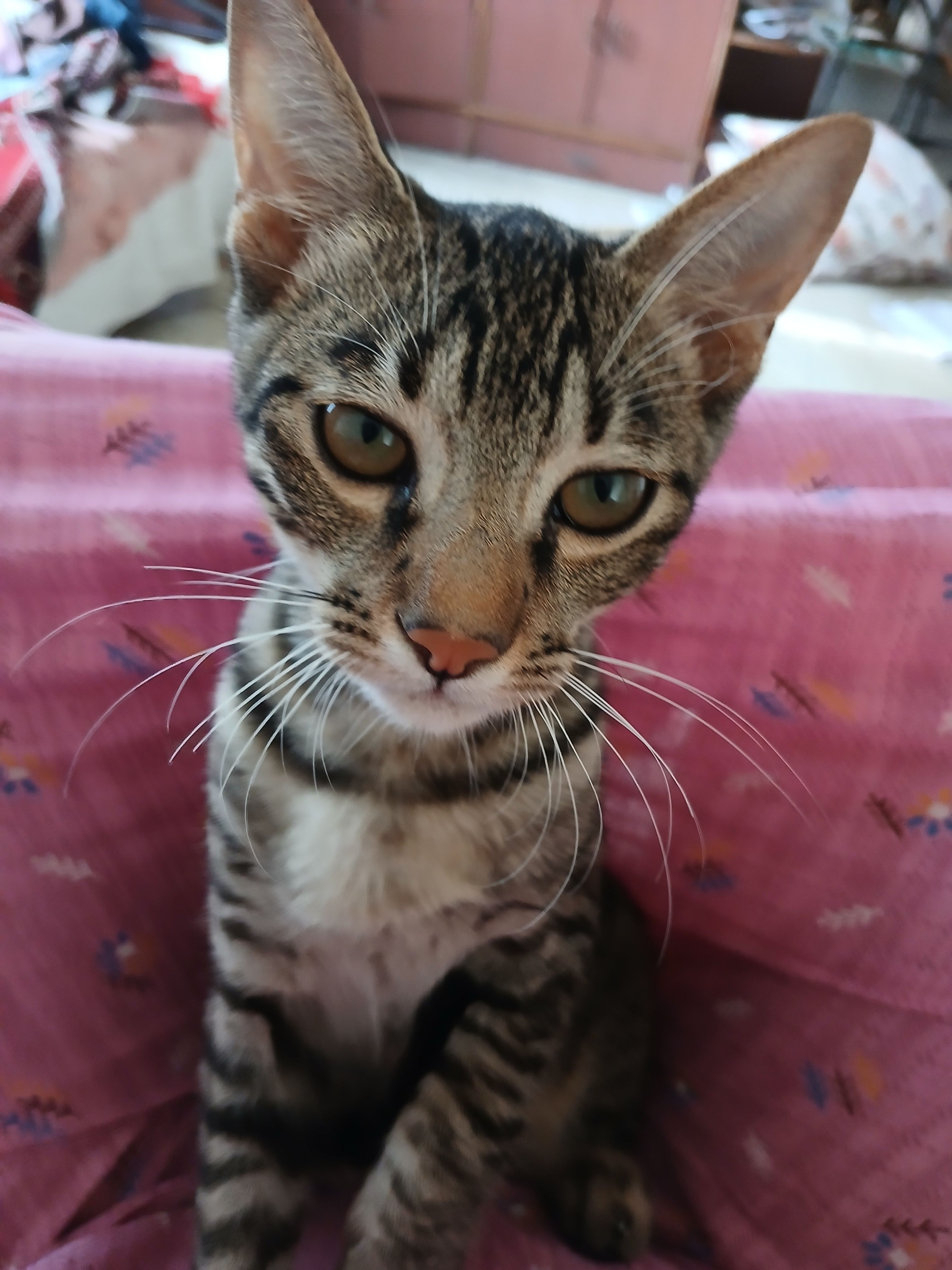 Bokya - Prabhat road , Pune