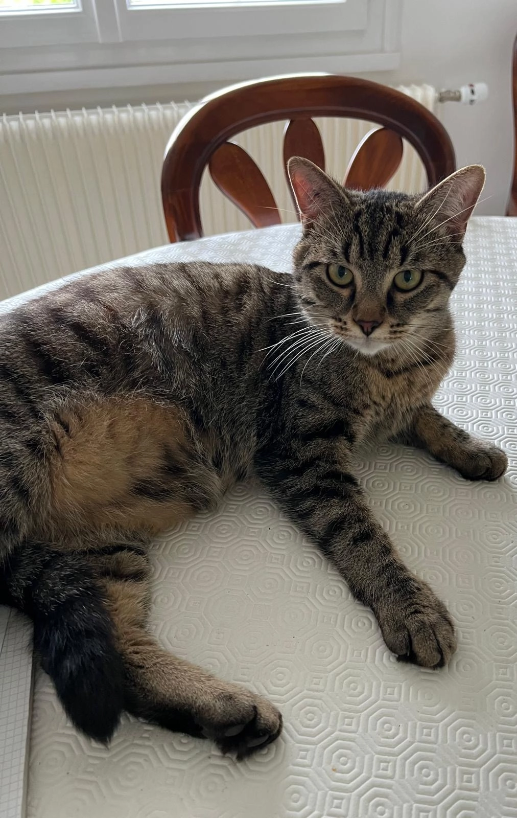 Zazou - 125 Allée de la Fosse le Roi, Olivet