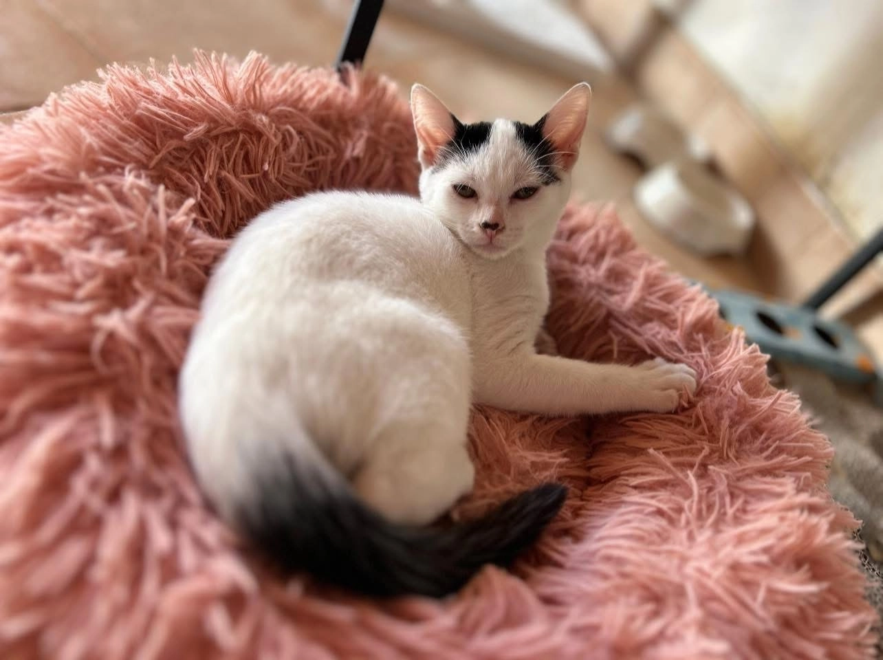 Moana / MOMO  - 30 Rue de Verdun, Déville-lès-Rouen