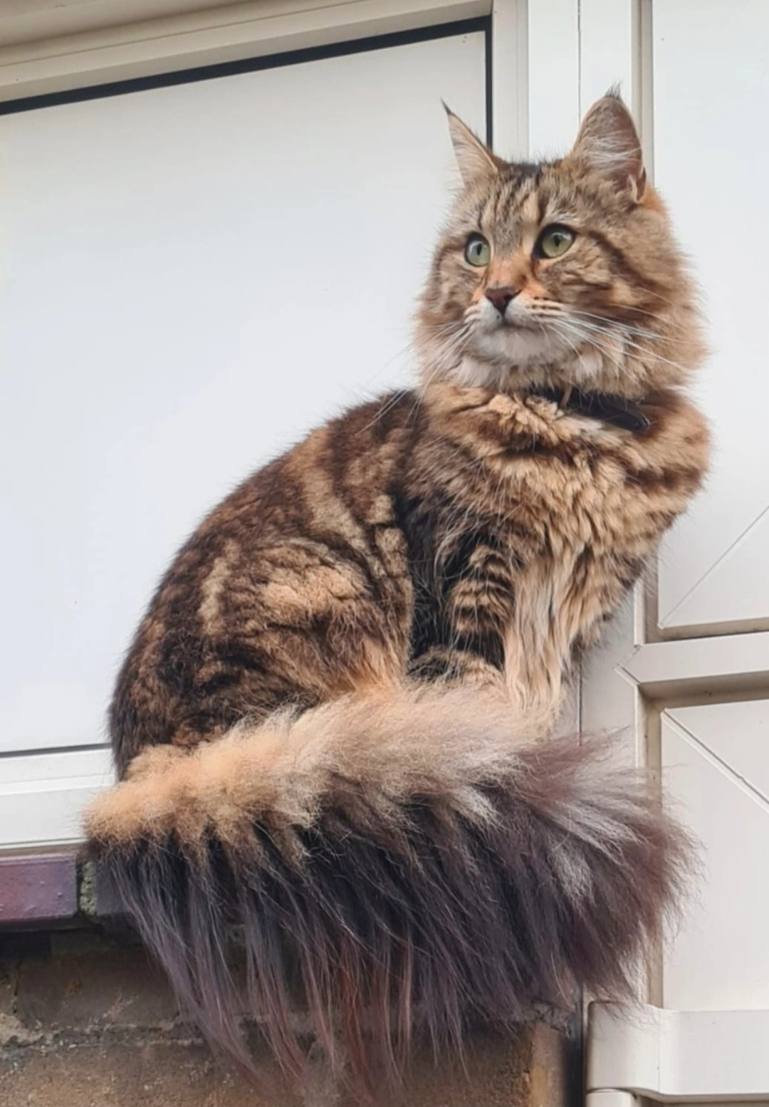 Luna - De Beaufortpad, Eindhoven