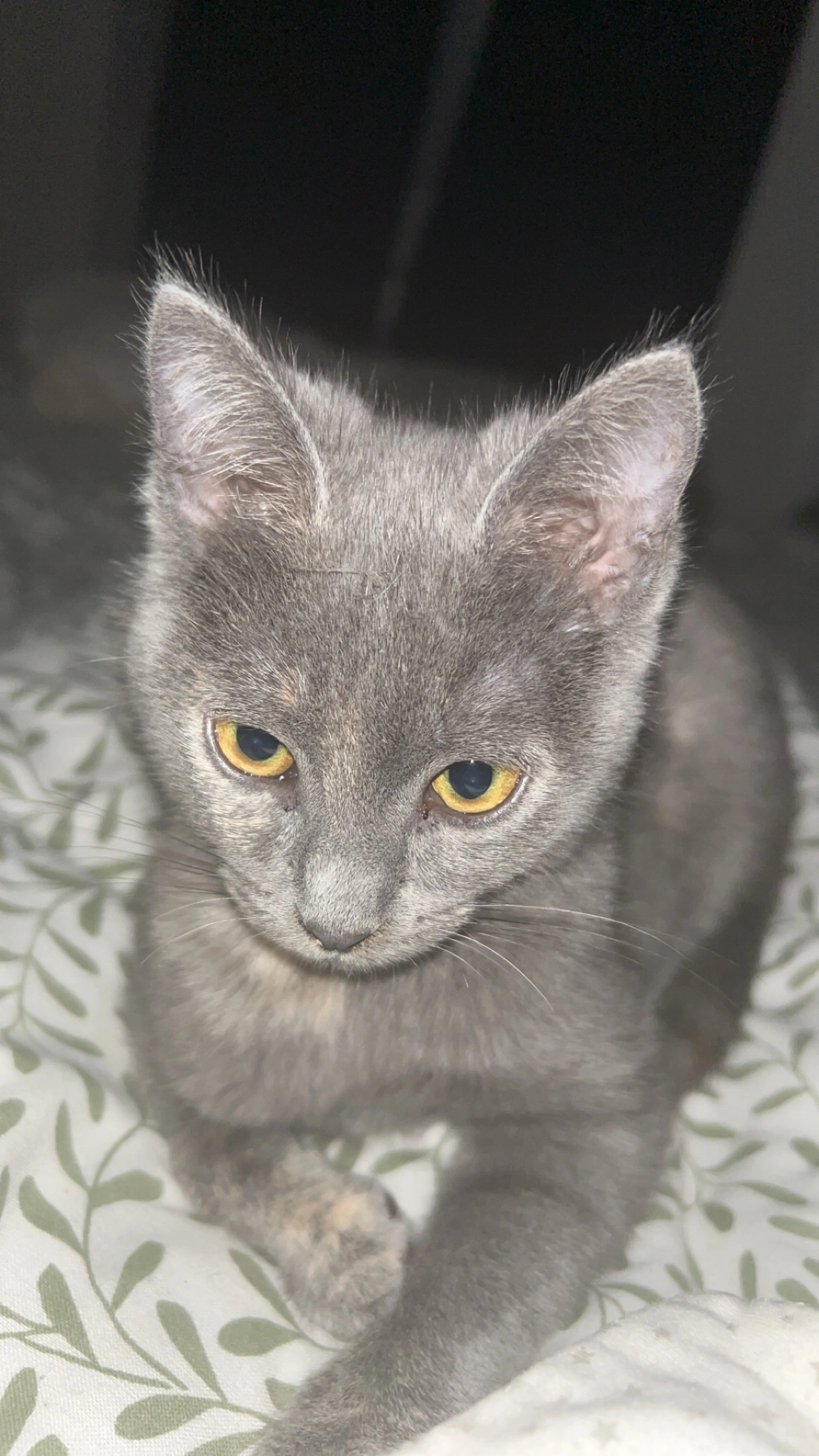 Yris - 30 Avenue de la Milady, Biarritz