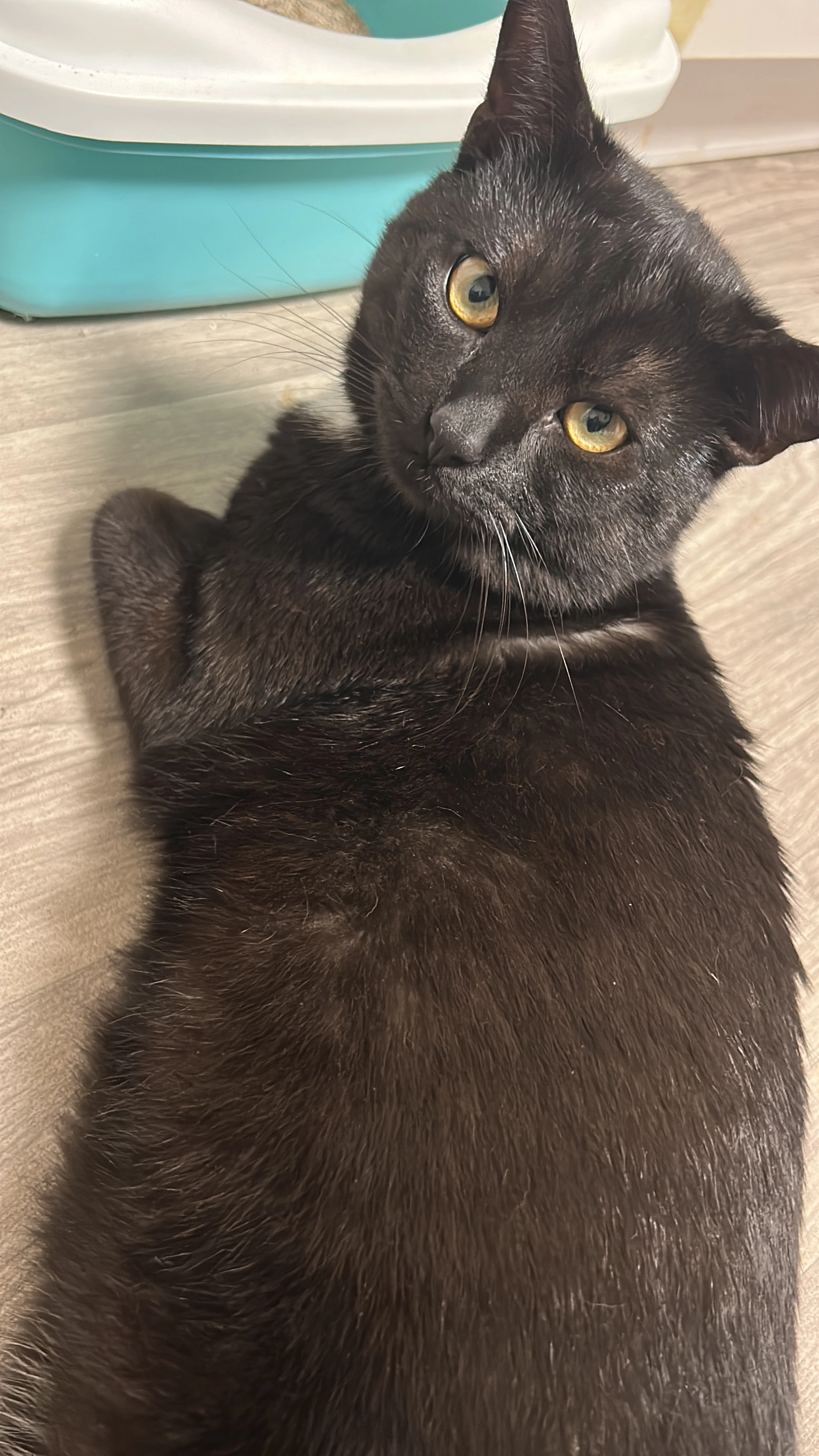 Chico  - Altenhagener Straße 23-28, an den Ampeln Nähe Combi , Bielefeld