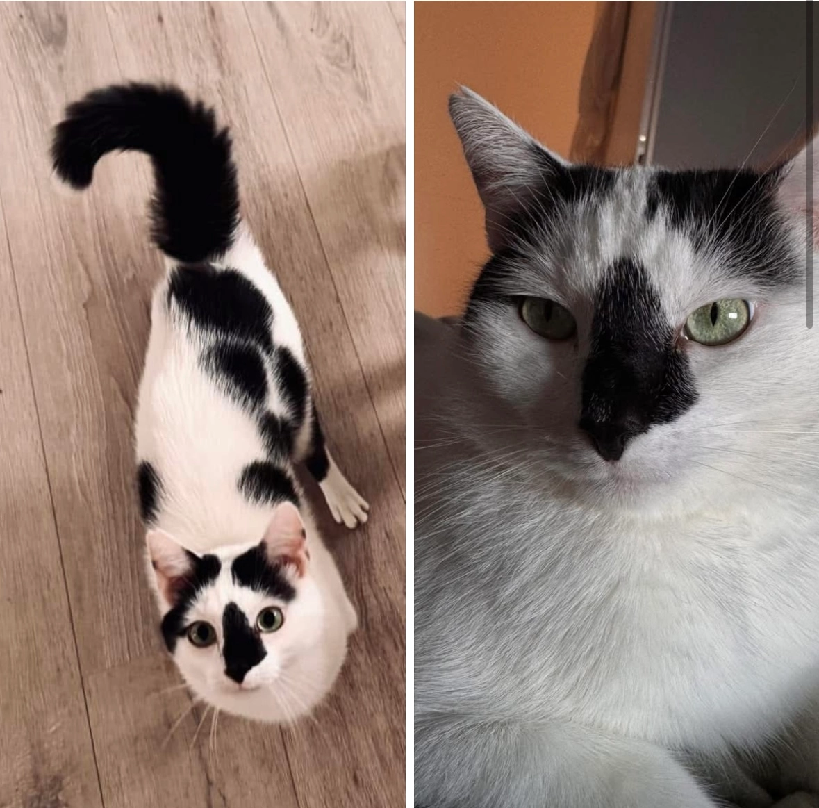 Panda - Haarmannstraße, Osnabrück