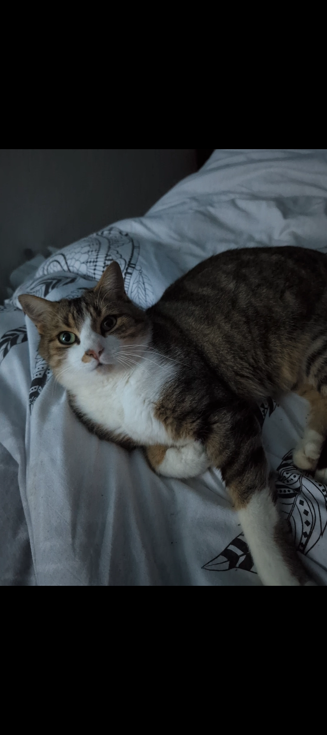 Bambou - Toodlermillen, Ringel