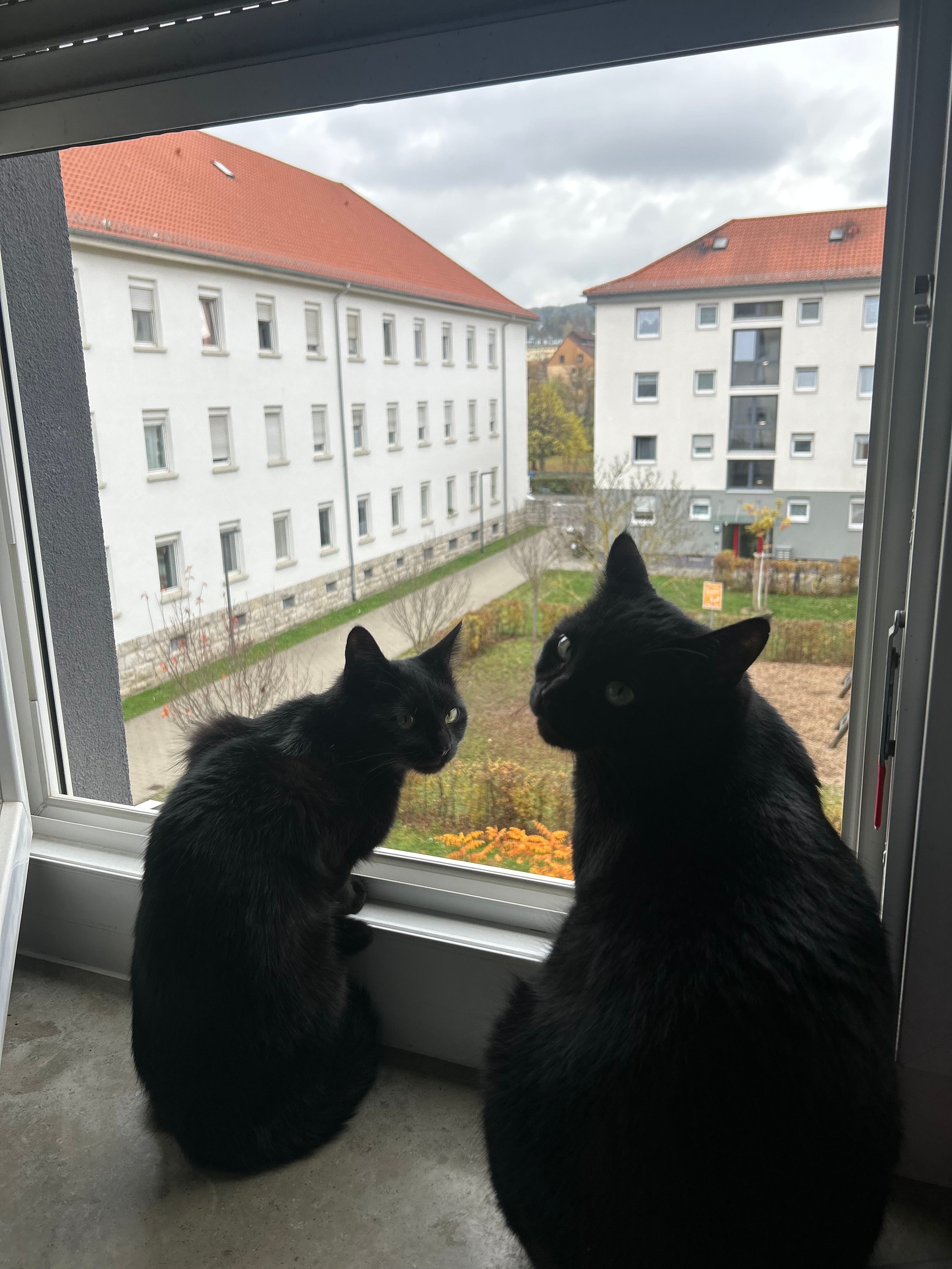 Olivia  - Benzstraße, Würzburg