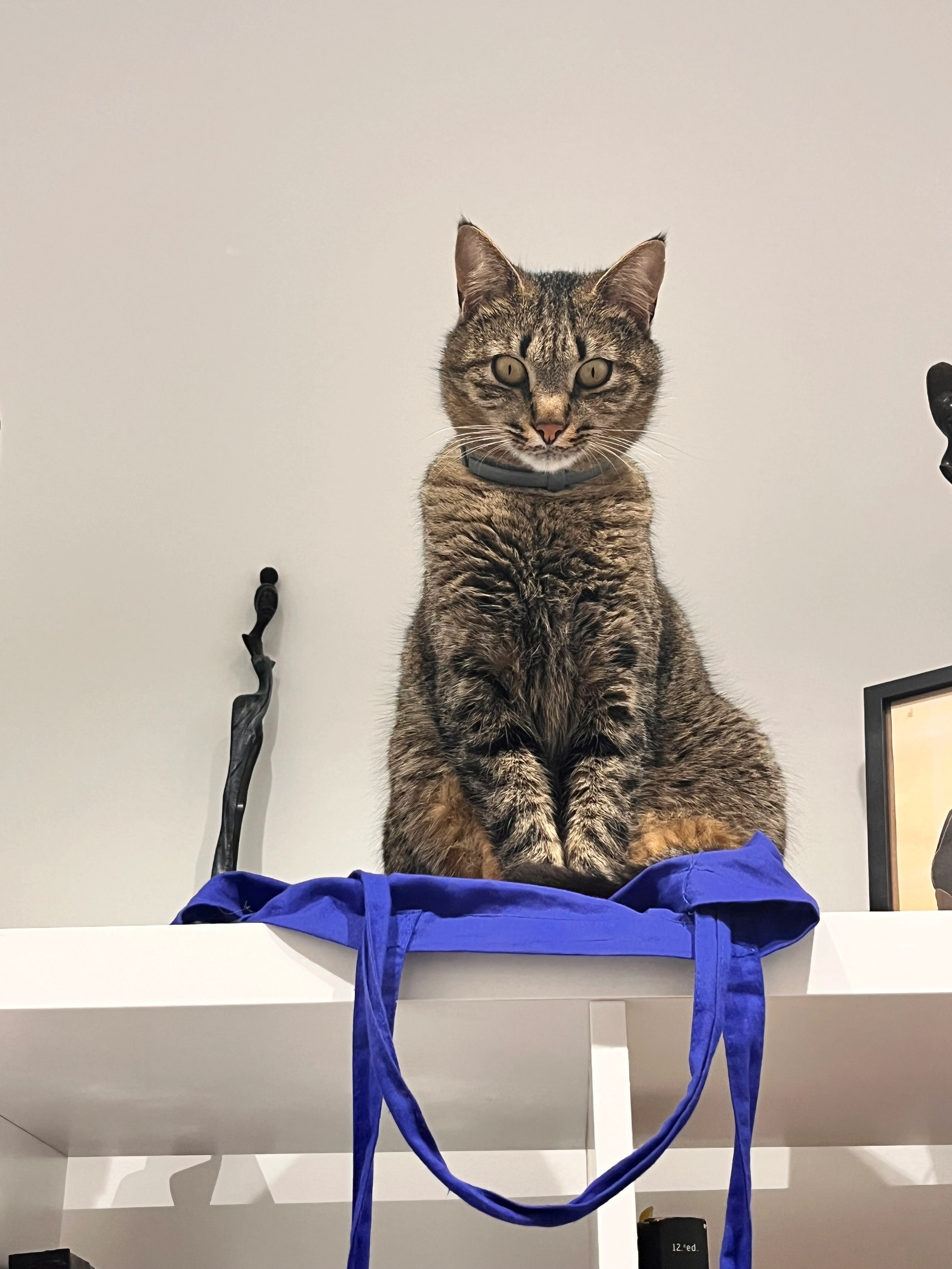 Osiris - Calle de las Camelias 13, Cambrils