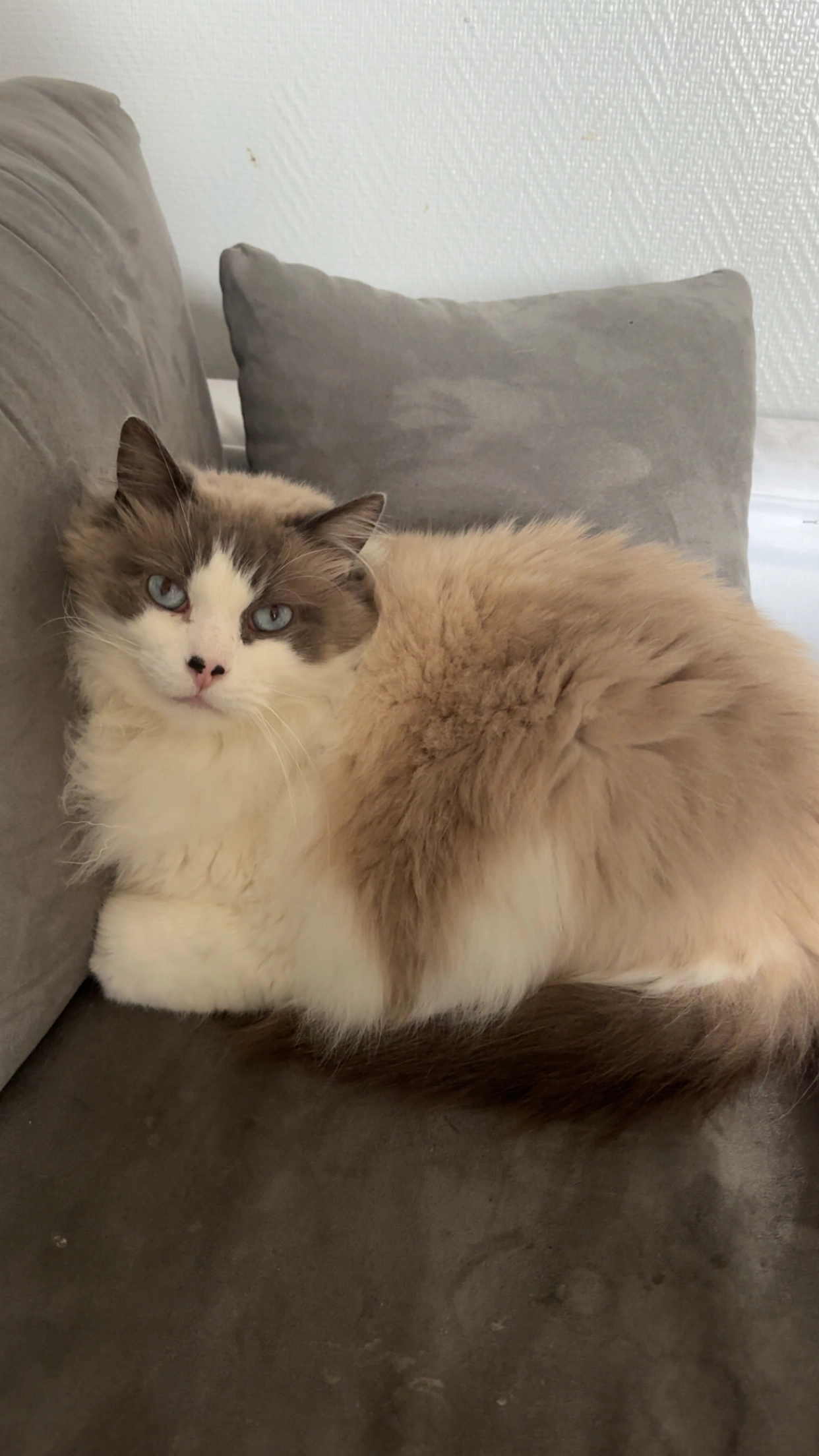 Nougat - 7 Route de Brive, Saint-Paul-des-Landes