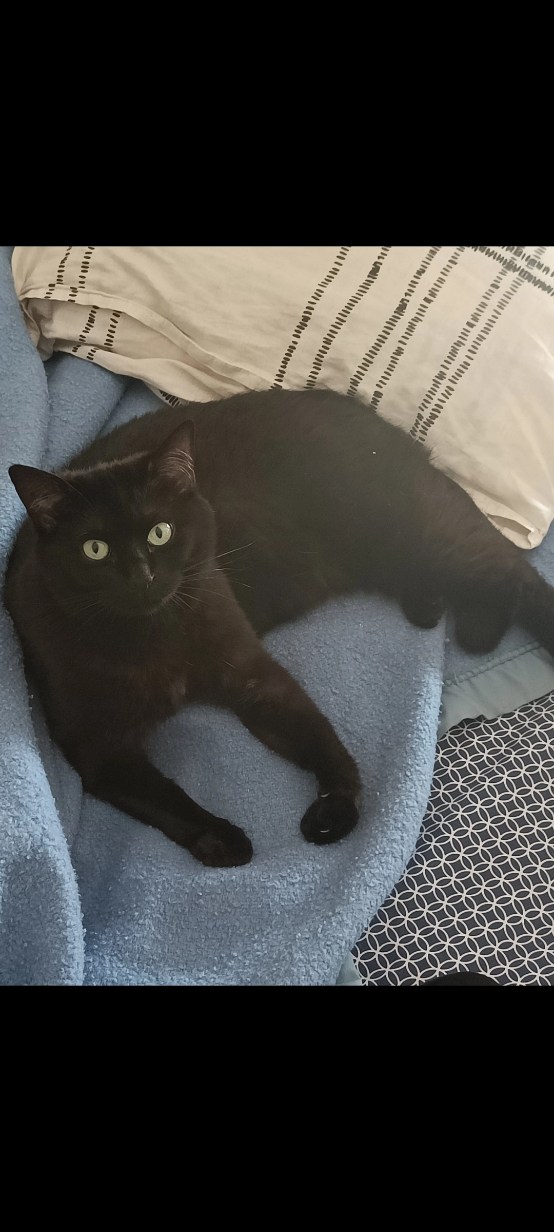 Alf  - Rue des Huches, Quetigny