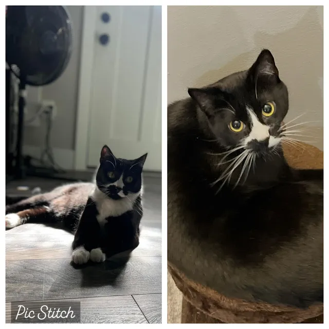 Ember - East Harry Avenue, Hazel Park